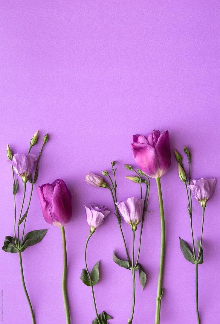 736x1083 Wallpaper. Pink flowers wallpaper, Floral wallpaper phone, Purple flowers wallpaper
