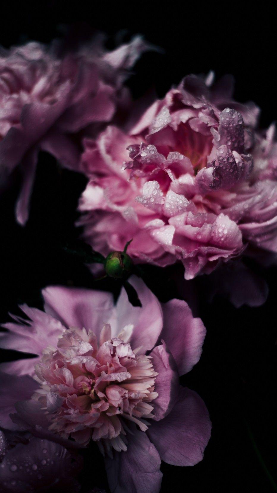 932x1656 Wallpaper For Phone Flowers Flower Wallpaper iPhone 7 Wallpaper & Background Download