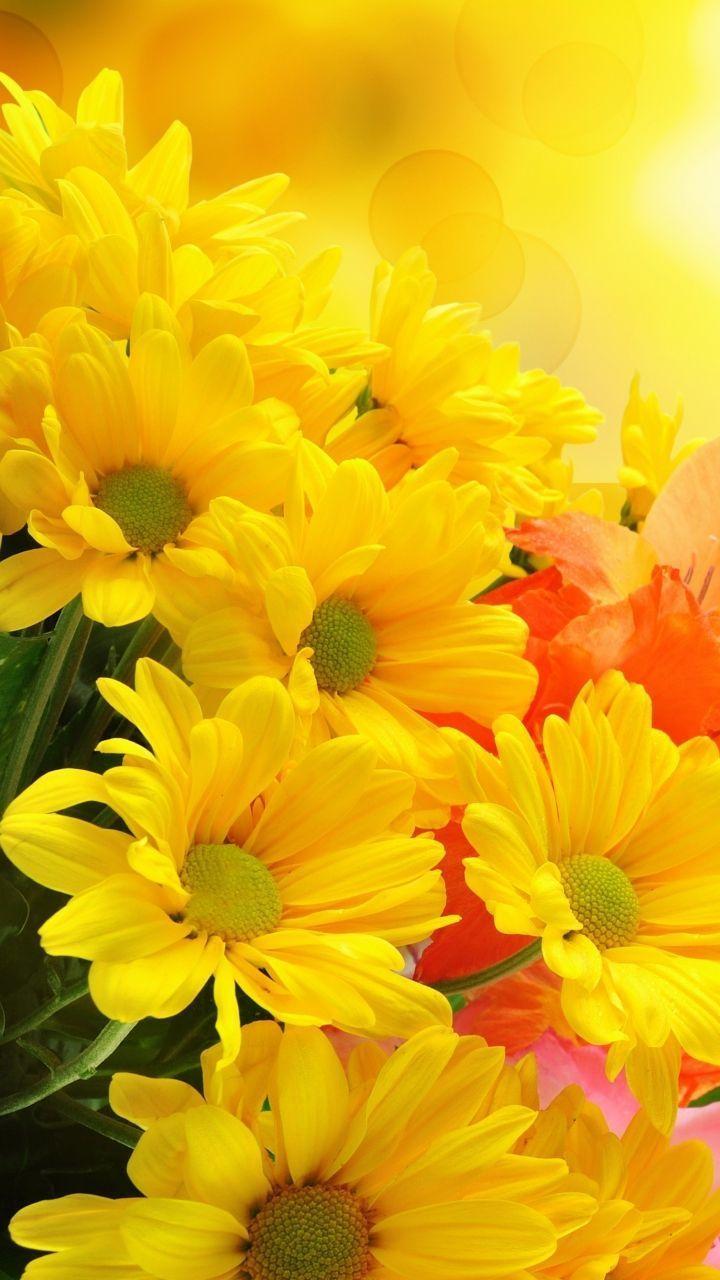 720x1280 Yellow Flower Phone Wallpaper Top Free. Yellow flower wallpaper, Flower wallpaper, Yellow flowers