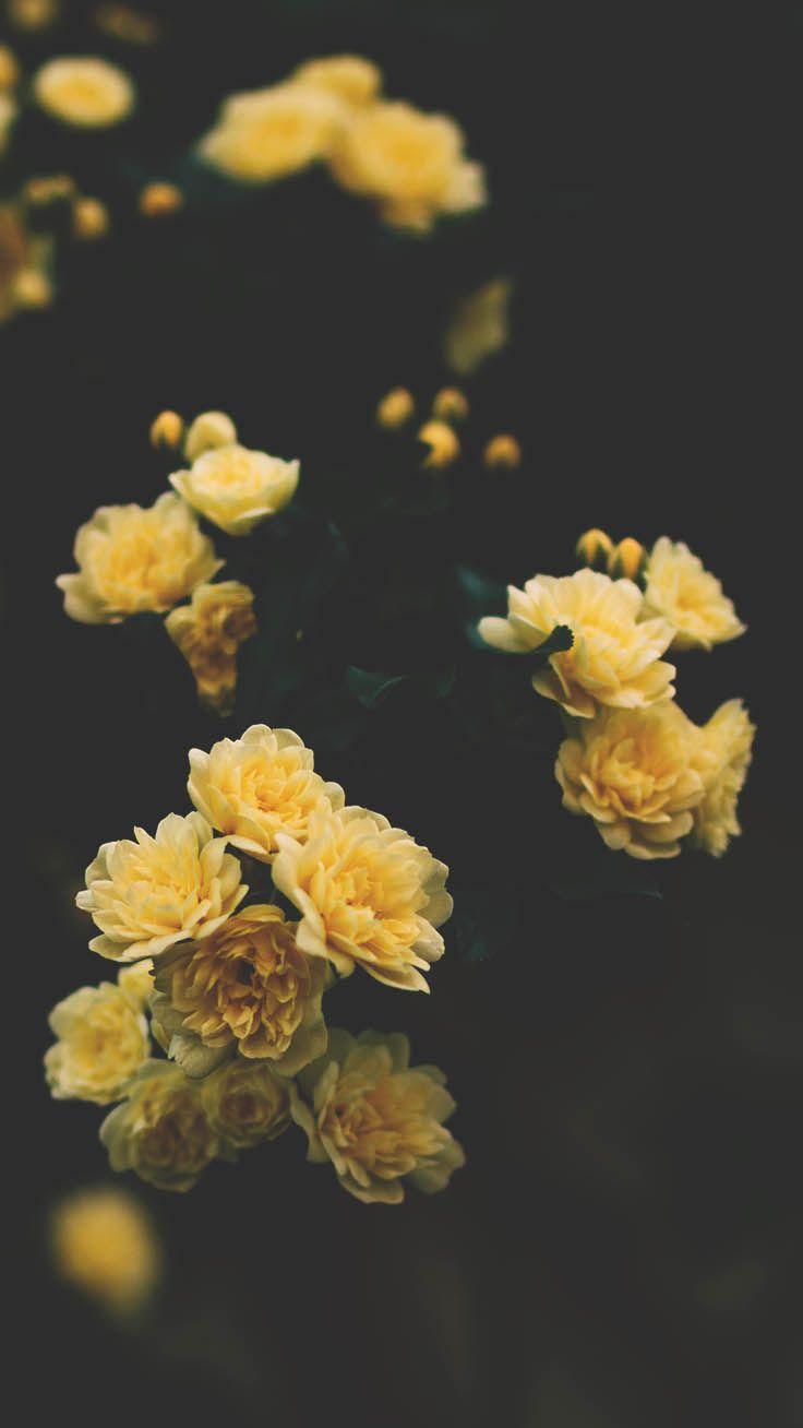 736x1308 Romantic Roses iPhone X Wallpaper. Preppy Wallpaper. Floral wallpaper iphone, Wallpaper iphone roses, Preppy wallpaper