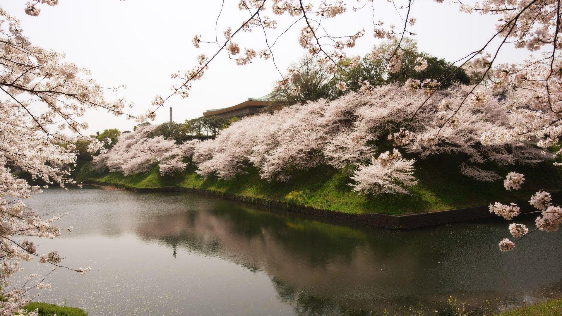1920x1080 Landscapes: Sakura Tree Water Japan Beautiful River Garden Free