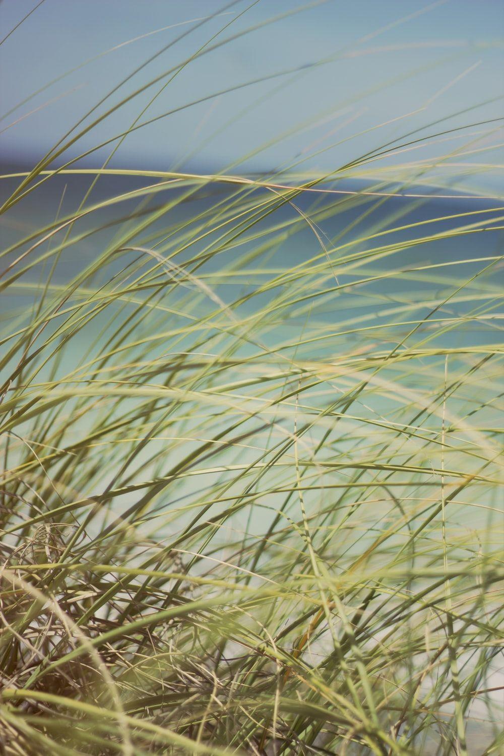 Beach Grass Wallpapers - Top Free Beach Grass Backgrounds - WallpaperAccess