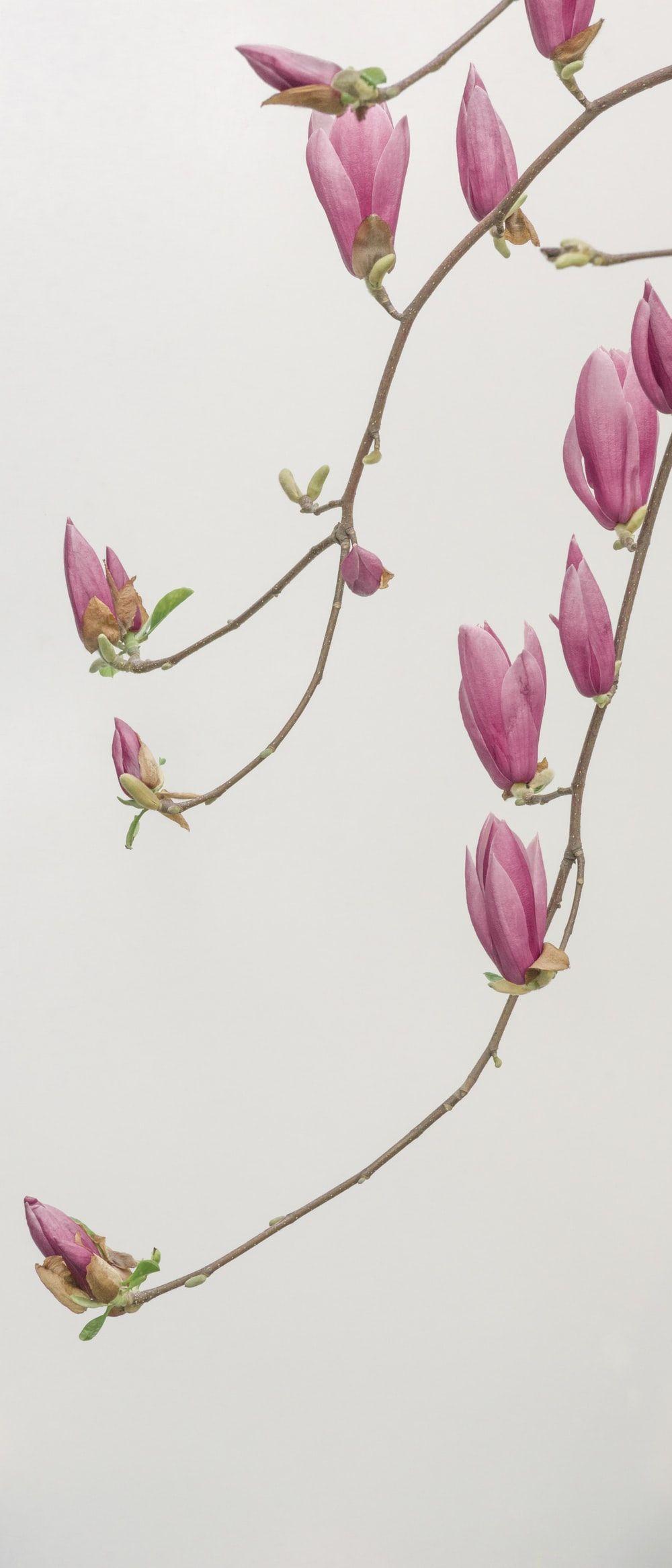 1000x2334 Flower Wallpaper: Free HD Download [HQ]