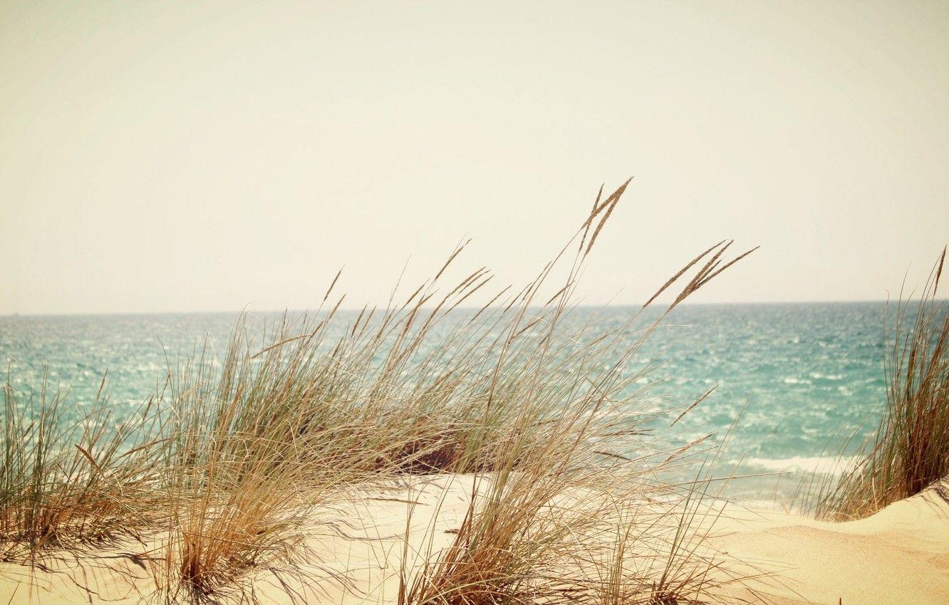 Beach Grass Wallpapers - Top Free Beach Grass Backgrounds - WallpaperAccess