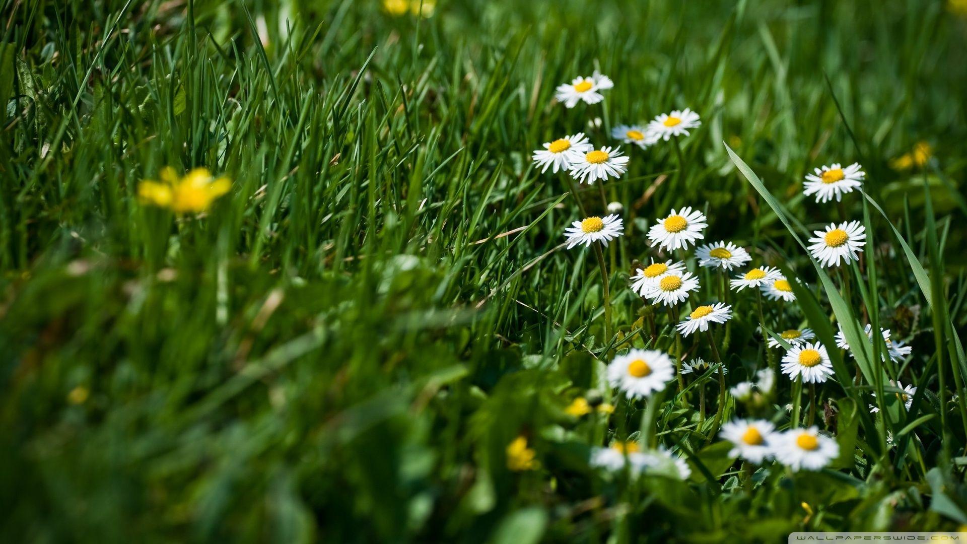 Grass and Flowers Wallpapers - Top Free Grass and Flowers Backgrounds