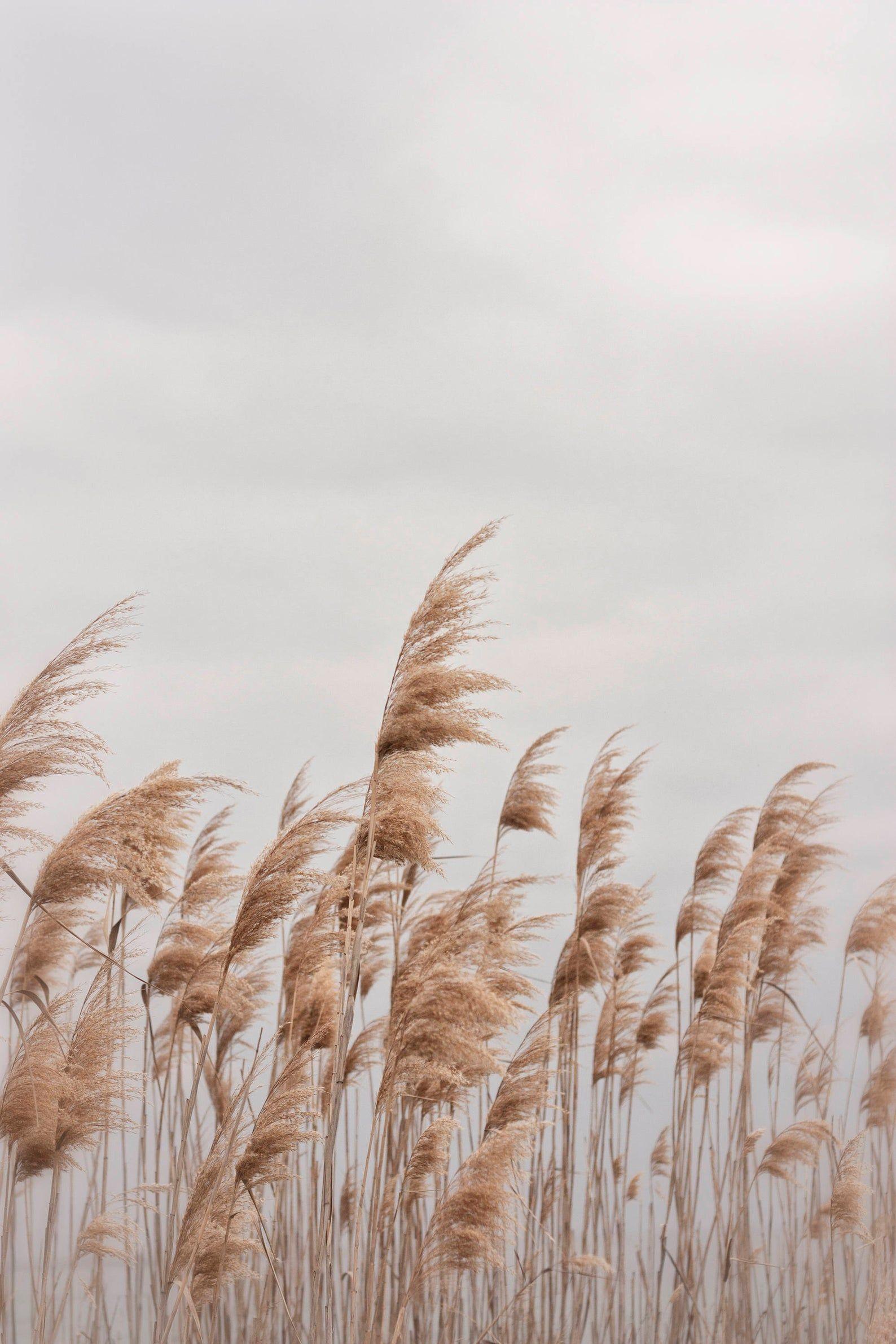 1588x2382 Beach Photography Beach Grass Wall Art Digital Print. Etsy. Beach photography, Minimalist photography, Beach grass