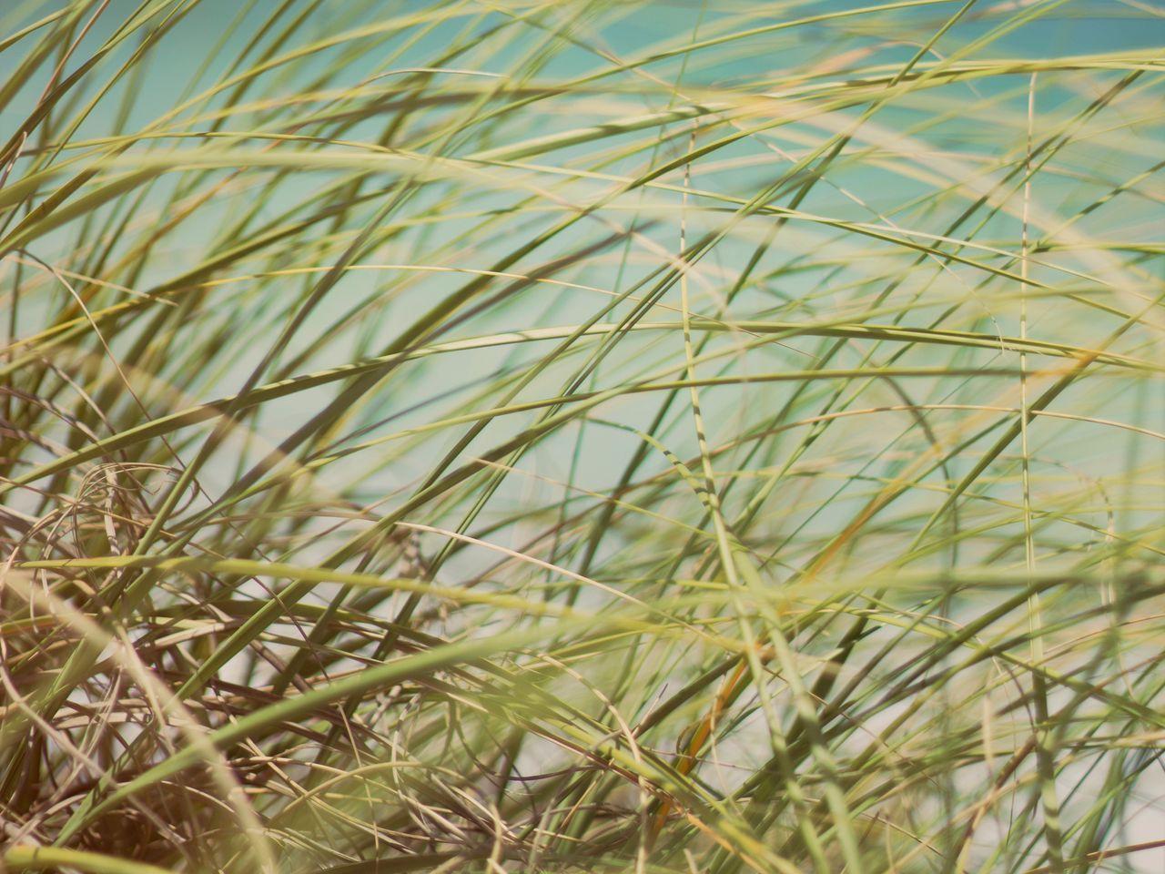 1280x960 Download wallpaper 1280x960 grass, beach grass, dune grass standard 4:3 HD background
