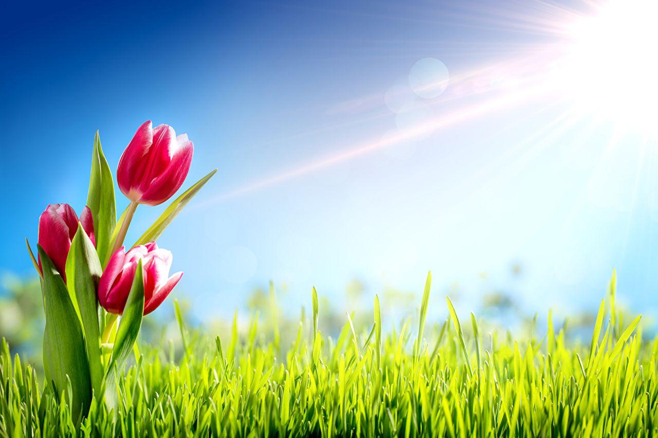 Grass and Flowers Wallpapers - Top Free Grass and Flowers Backgrounds - WallpaperAccess