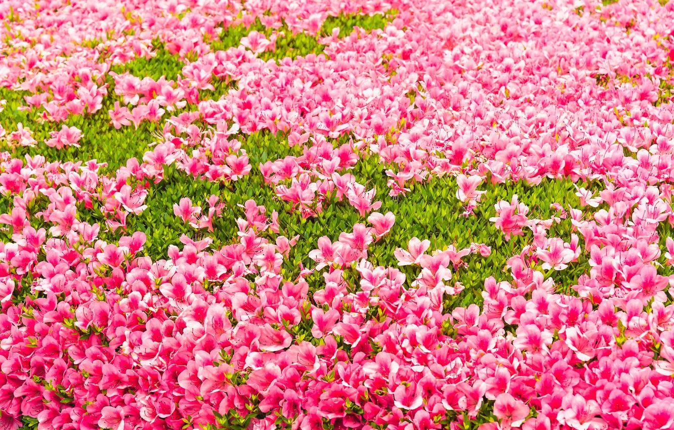 1332x850 Wallpaper grass, flowers, background, pink, grass, buds, lawn, pink, blossom, flowers image for desktop, section цветы