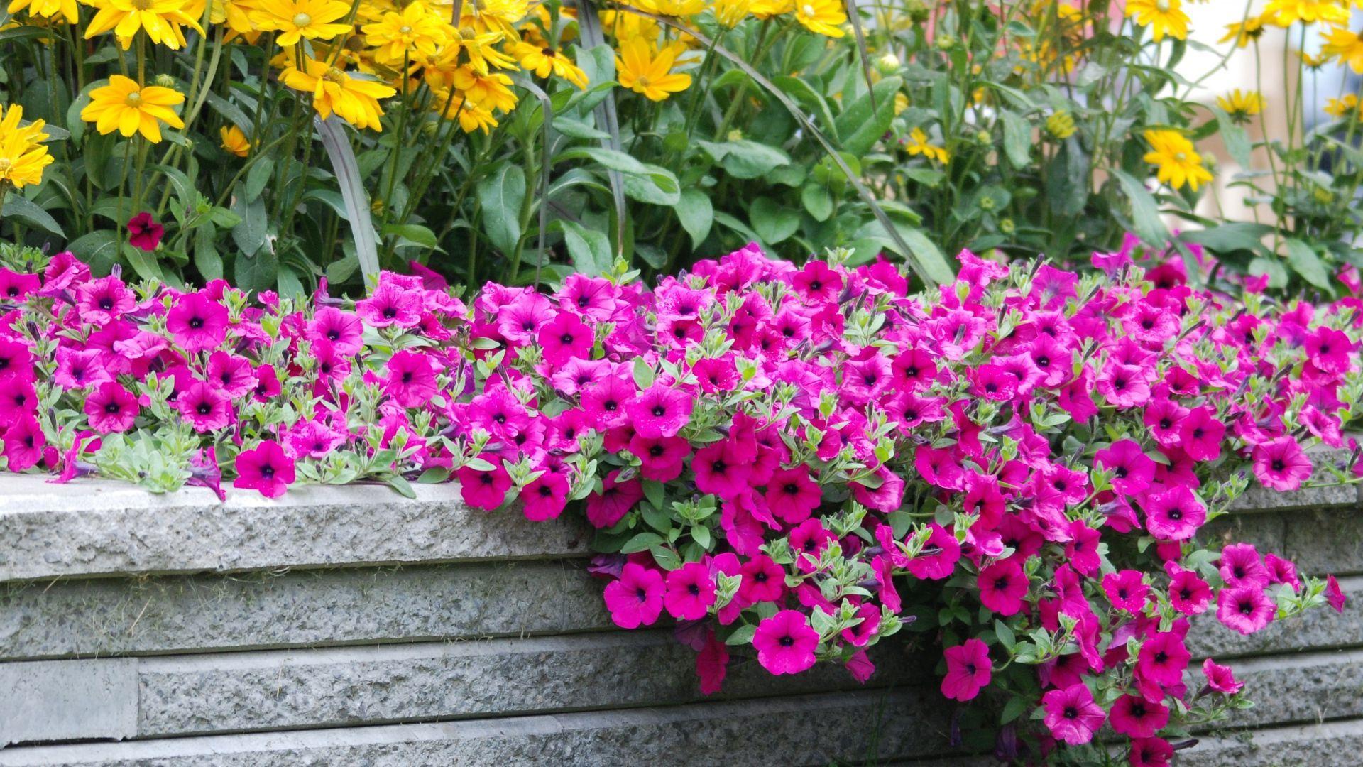 1920x1080 Download Wallpaper 1920x1080 flowers, grass, lawn, branch Full HD 1080p HD Background. Snapdragon flowers, Beautiful flowers wallpaper, Flower garden