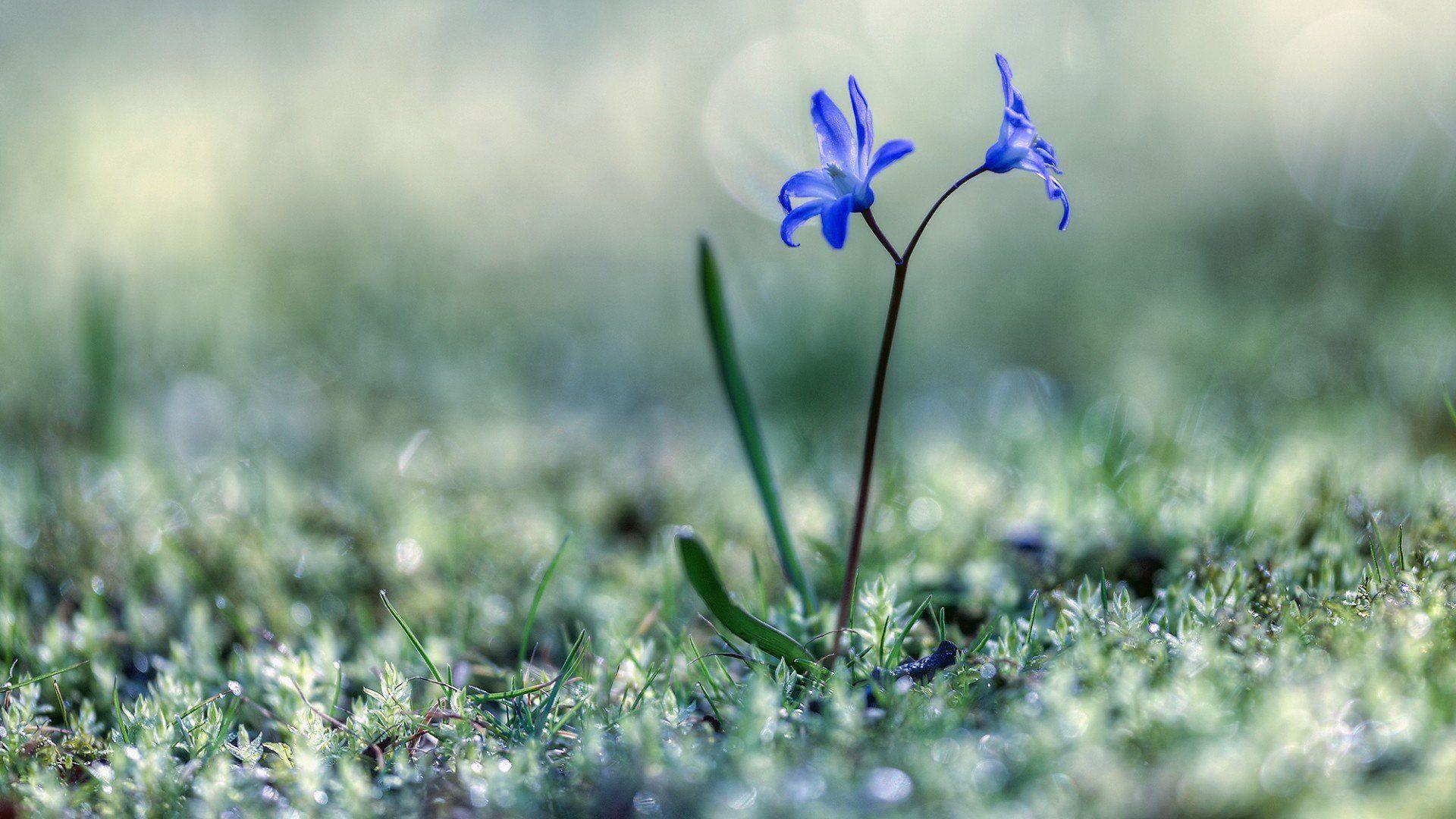 1920x1080 plants, Grass, Macro, Flowers, Blue flowers HD Wallpaper / Desktop and Mobile Image & Photo