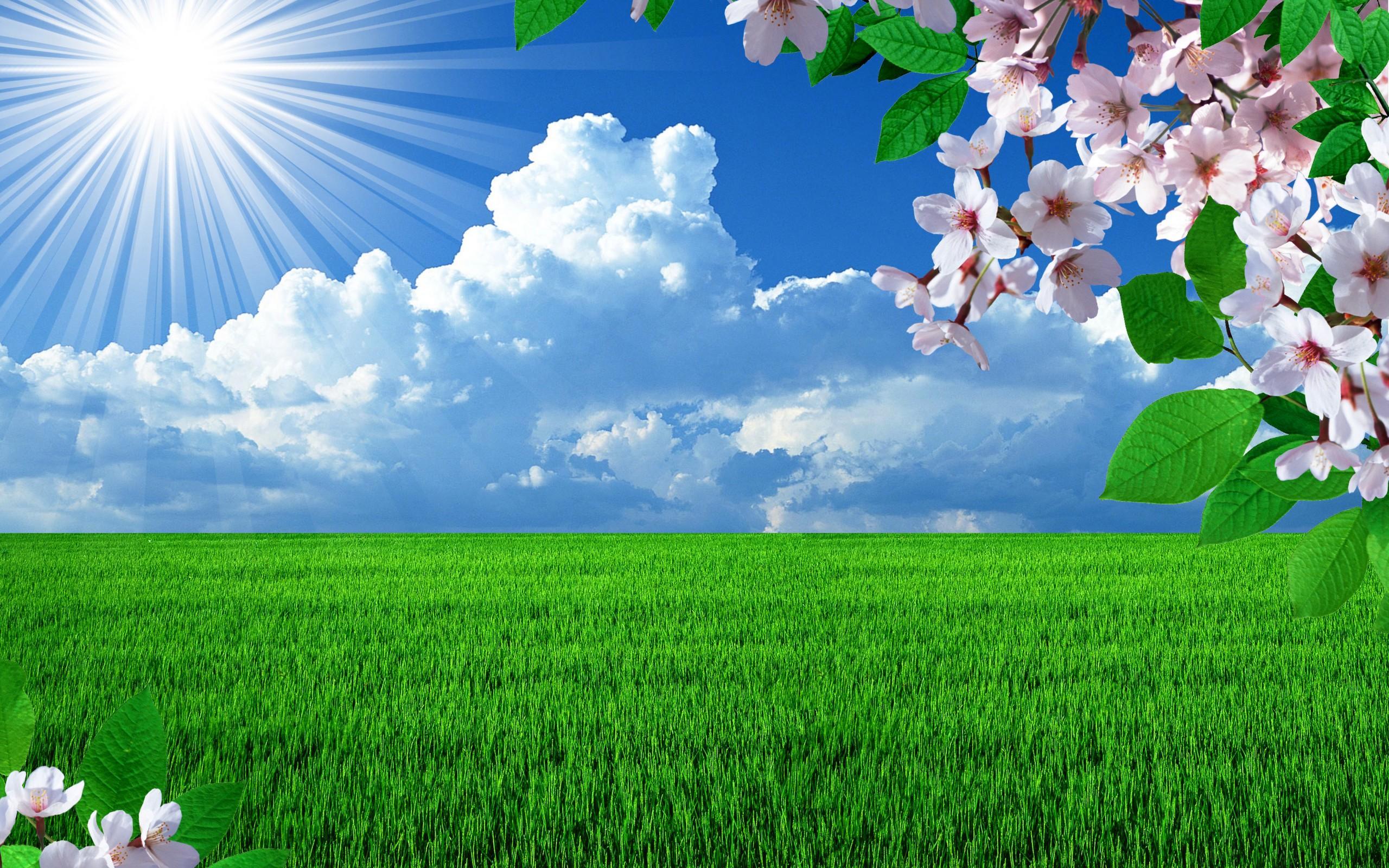 2560x1600 Grass And Sky Background Nature Image HD