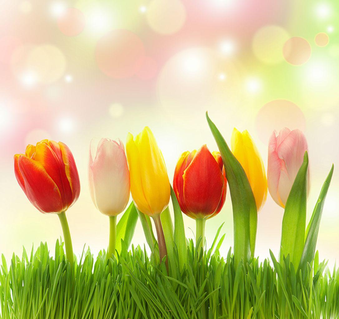 Grass and Flowers Wallpapers - Top Free Grass and Flowers Backgrounds