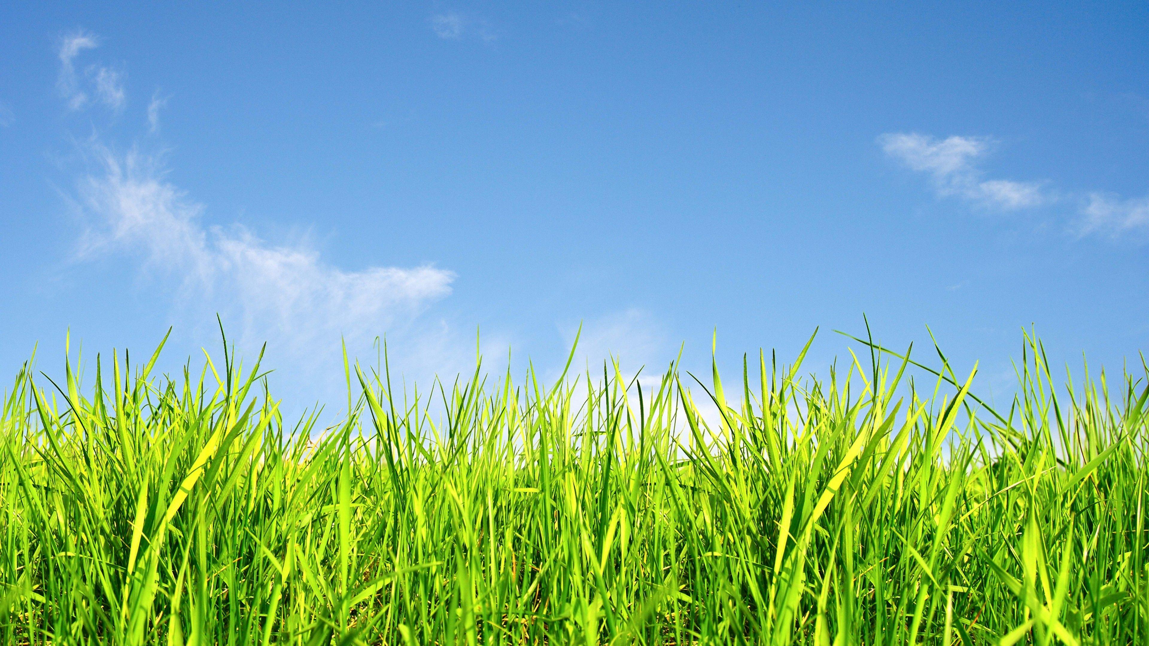 Sky and Grass Wallpapers - Top Free Sky and Grass Backgrounds