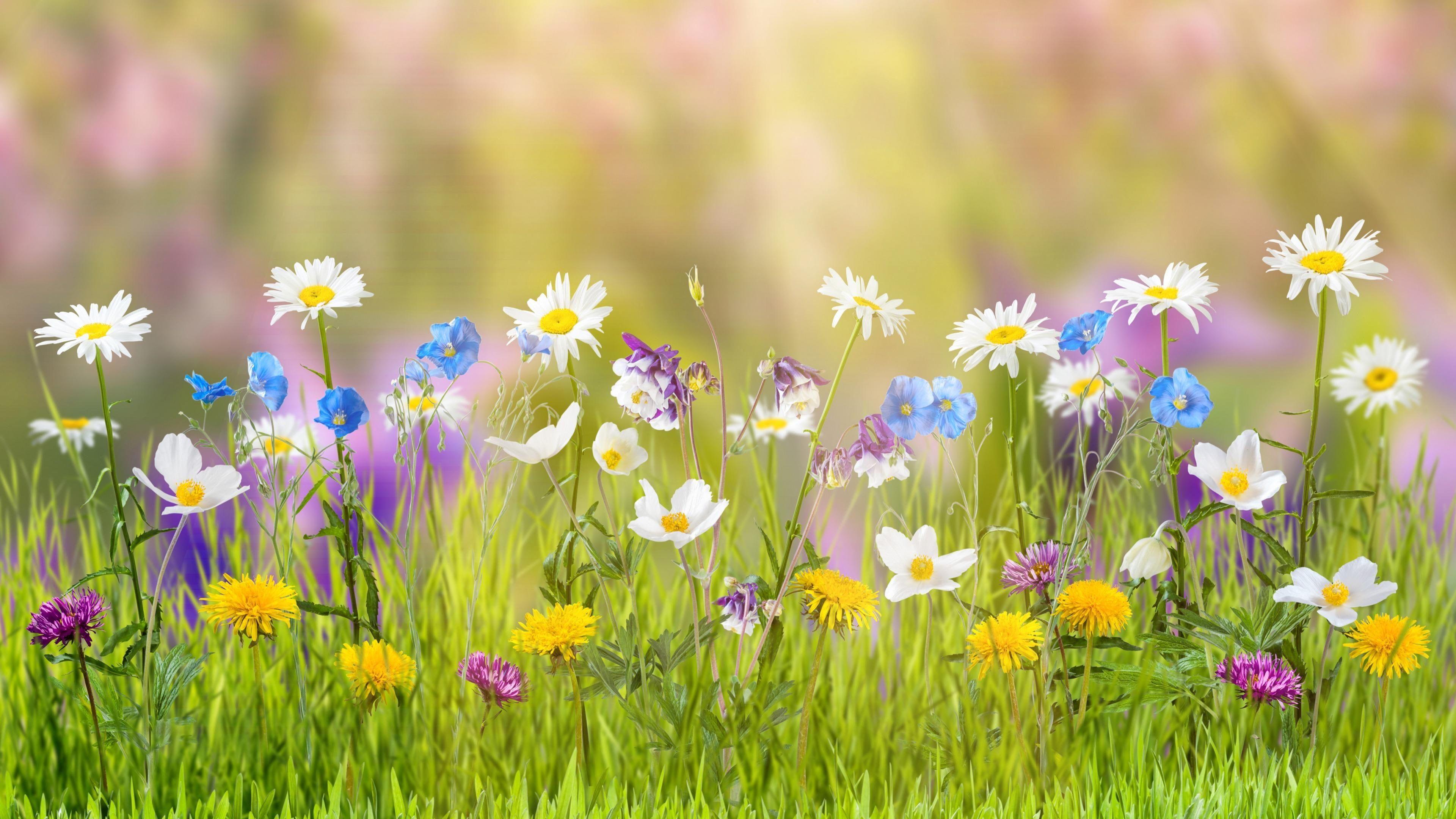Grass And Flowers Wallpapers Top Free Grass And Flowers Backgrounds Wallpaperaccess