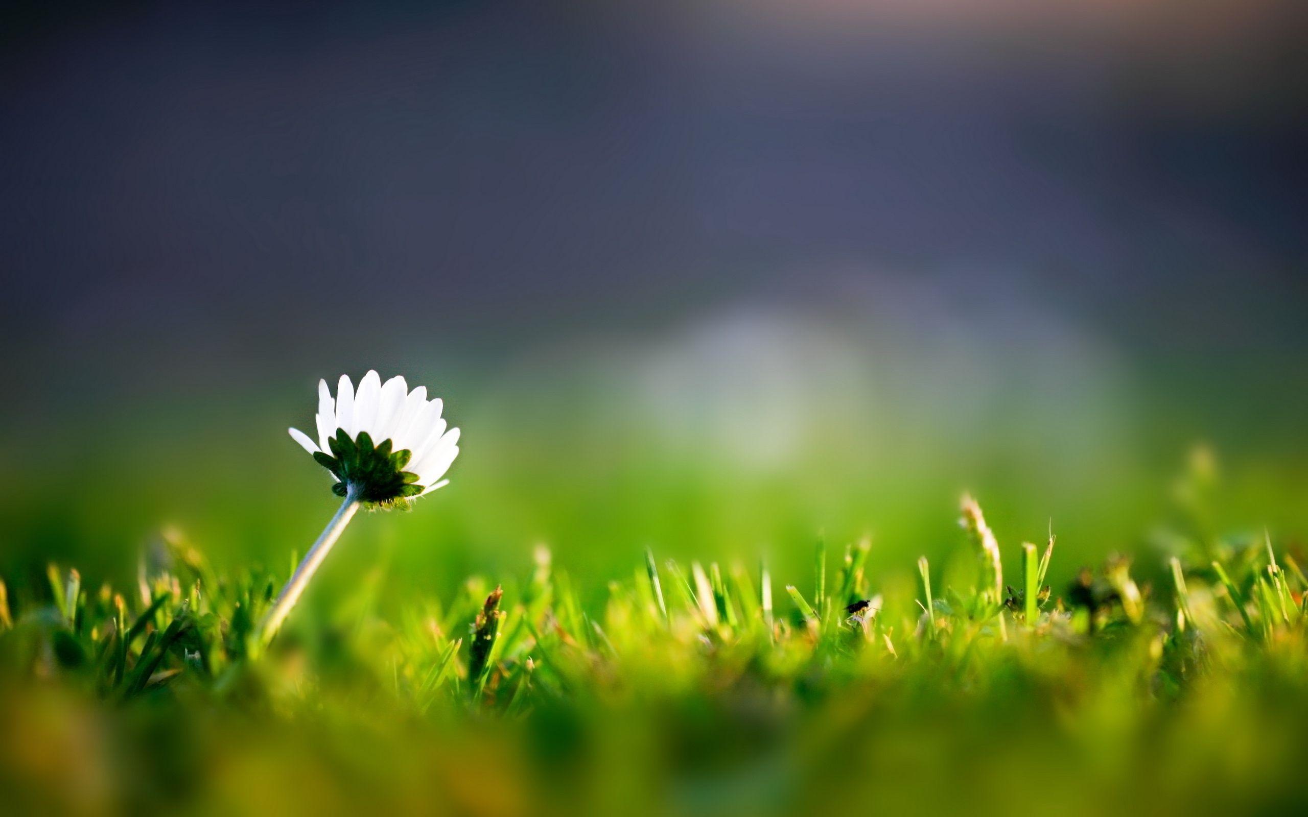 Grass and Flowers Wallpapers - Top Free Grass and Flowers Backgrounds - WallpaperAccess