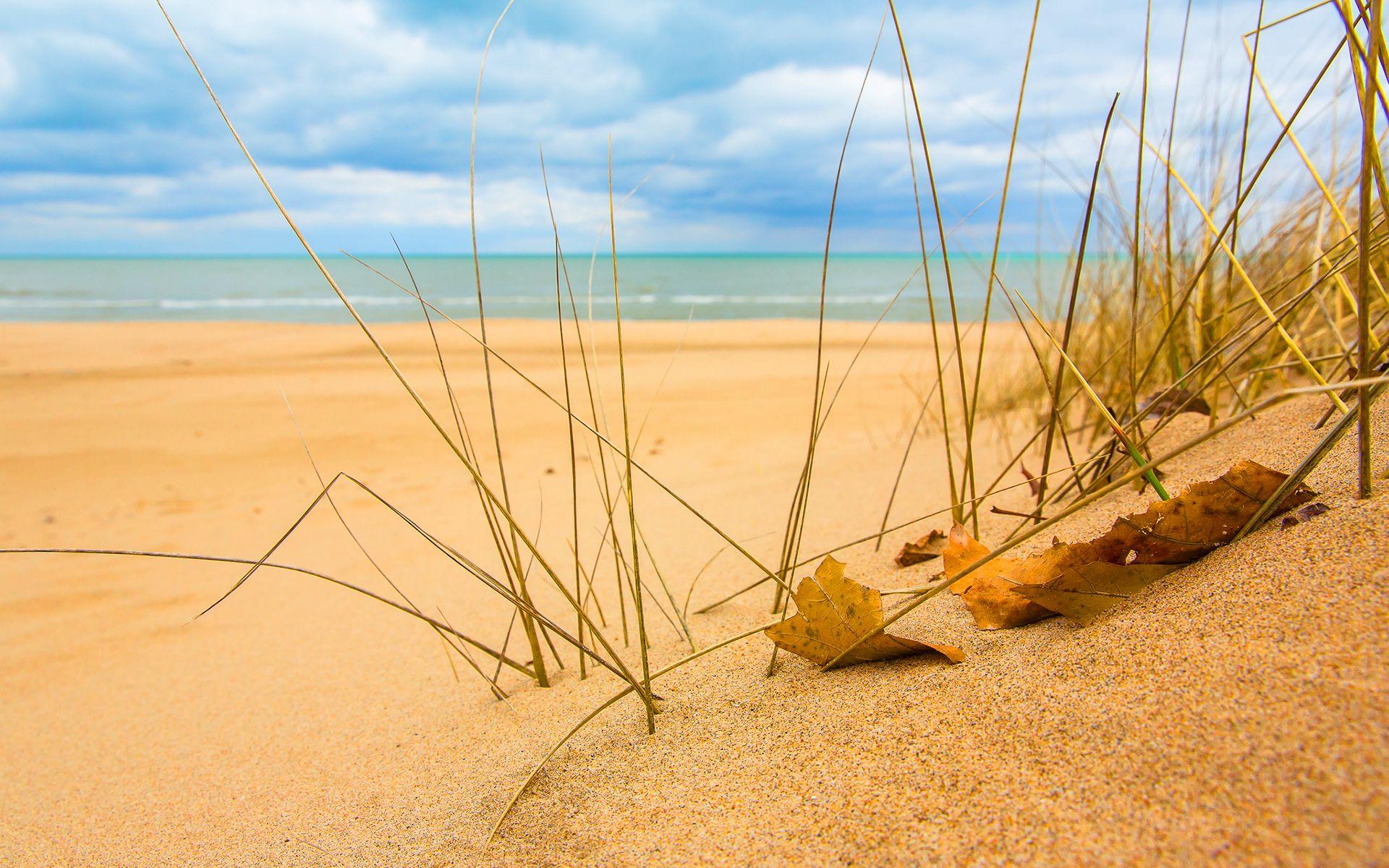 Beach Grass Wallpapers - Top Free Beach Grass Backgrounds - WallpaperAccess