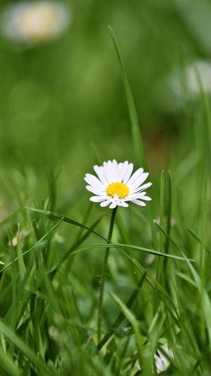 Grass and Flowers Wallpapers - Top Free Grass and Flowers Backgrounds ...