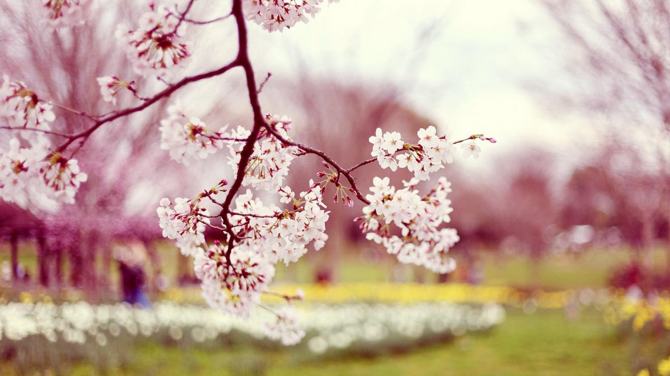 Nature Cherry Blossom Desktop Wallpaper