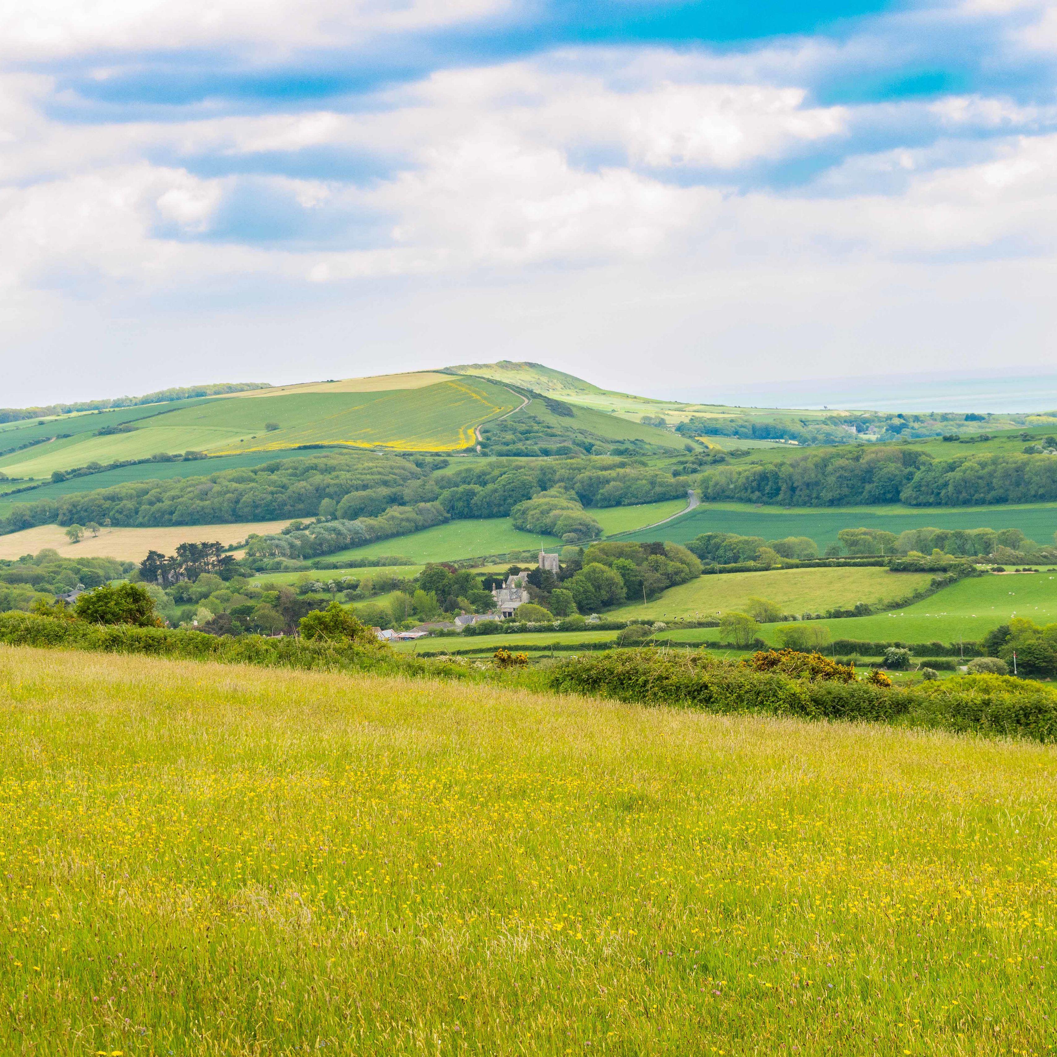 3415x3415 Download wallpaper 3415x3415 field, grass, hill, trees, sky ipad pro 12.9 retina for parallax HD background