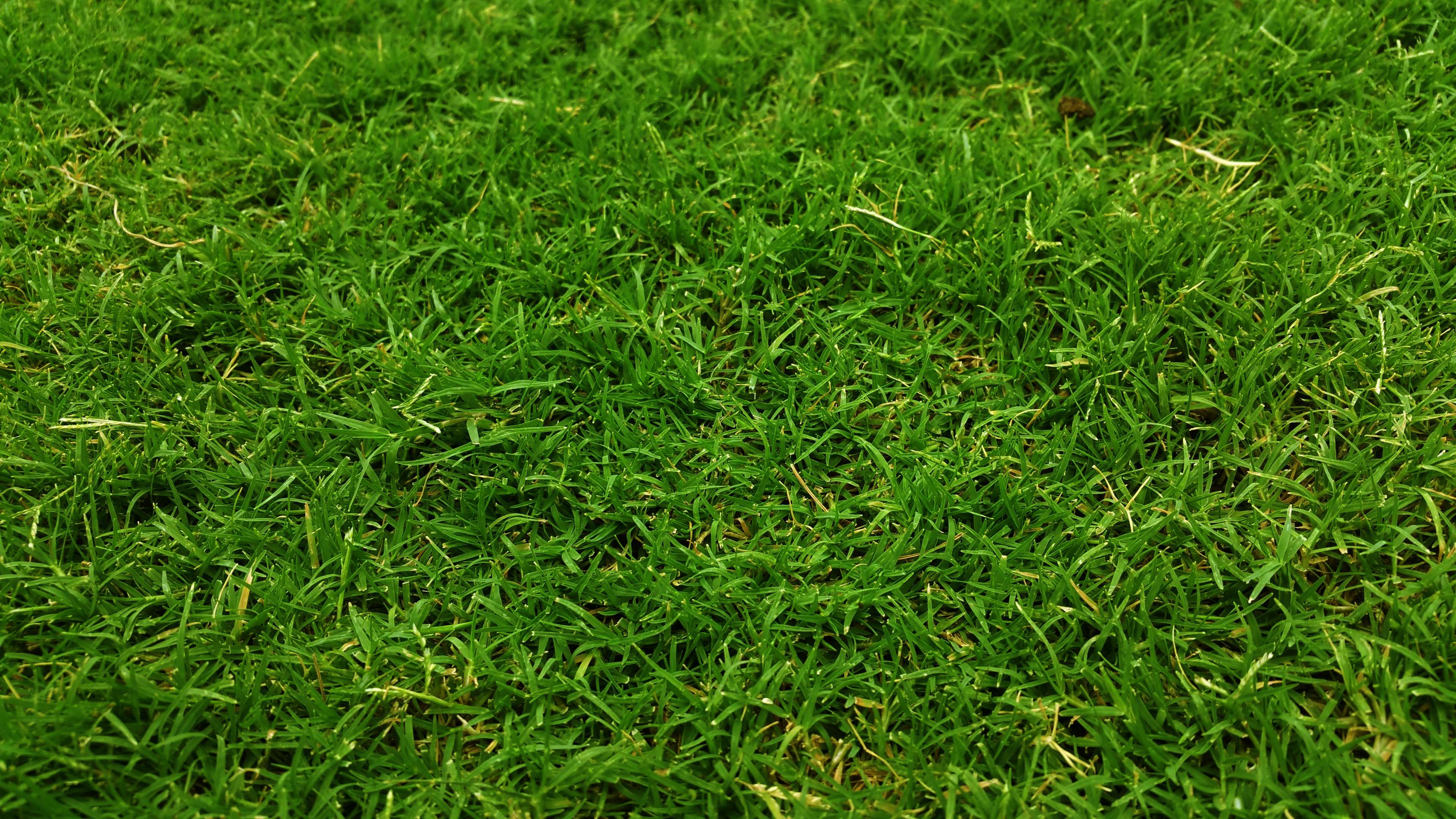 3840x2160 3840x2160 close up, dark green, environment, field, freshness, garden, grass, grassland, grassy, green, green grass, ground, growth, lawn, nature, outdoors, pattern, yard 4k wallpaper JPG 1154 kB