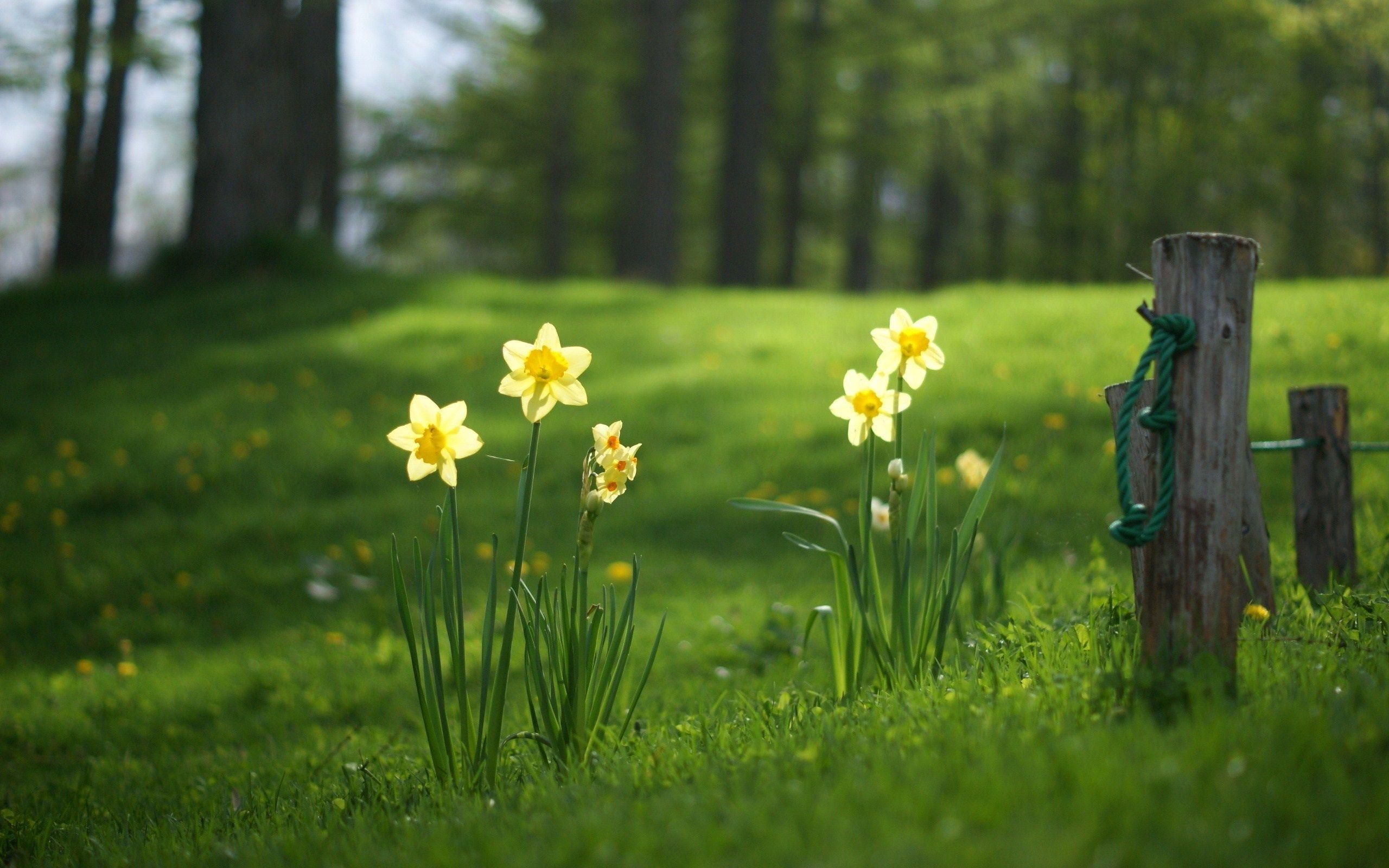 2560x1600 Grass Forest Flowers Yellow Daffodils wallpaperx1600