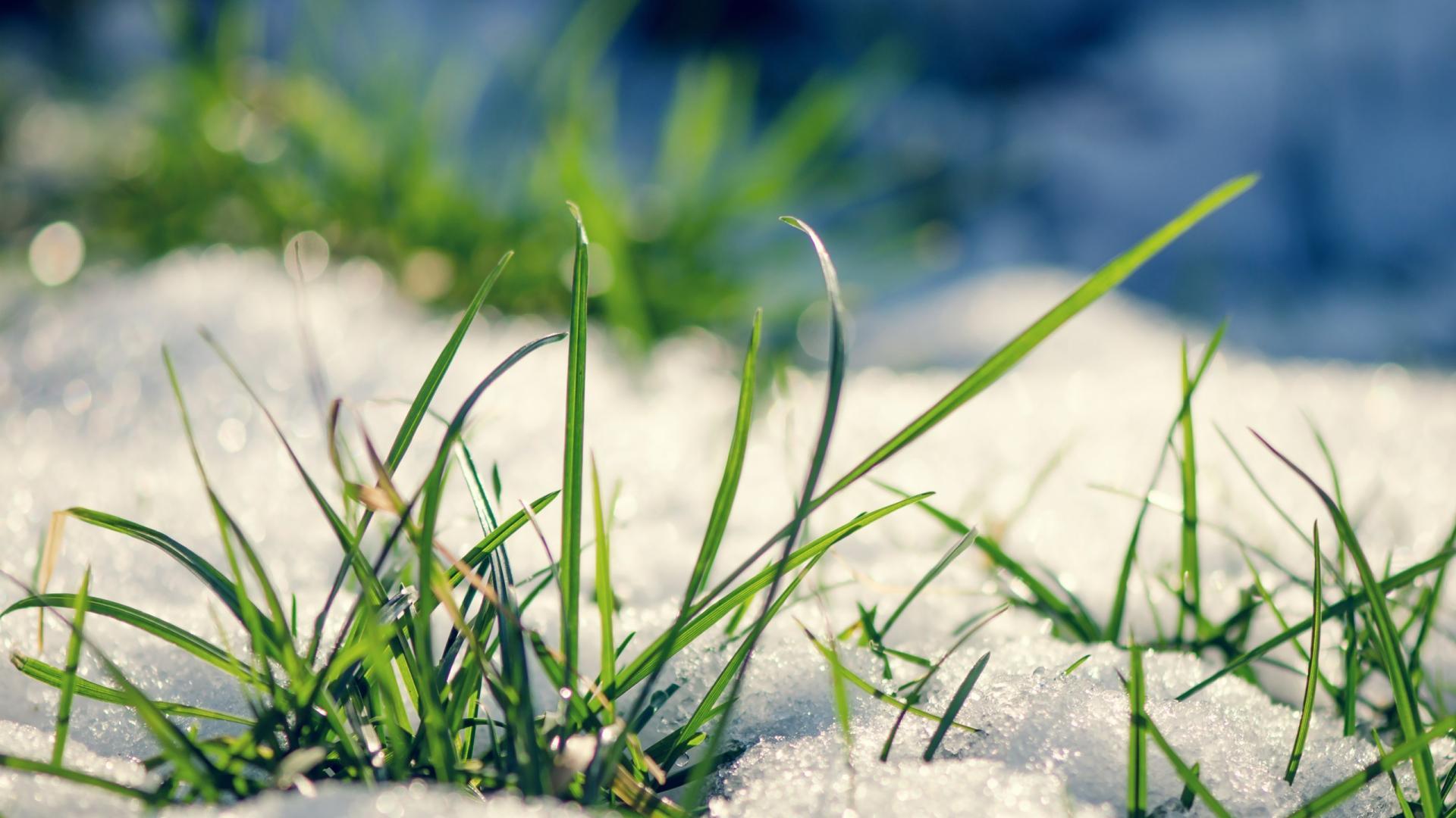 Beach Grass Wallpapers - Top Free Beach Grass Backgrounds - WallpaperAccess