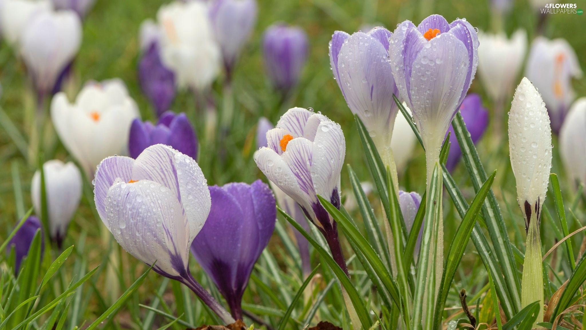 2048x1152 crocuses, White, drops, Light Purple, Flowers, Rain, grass wallpaper: 2048x1152
