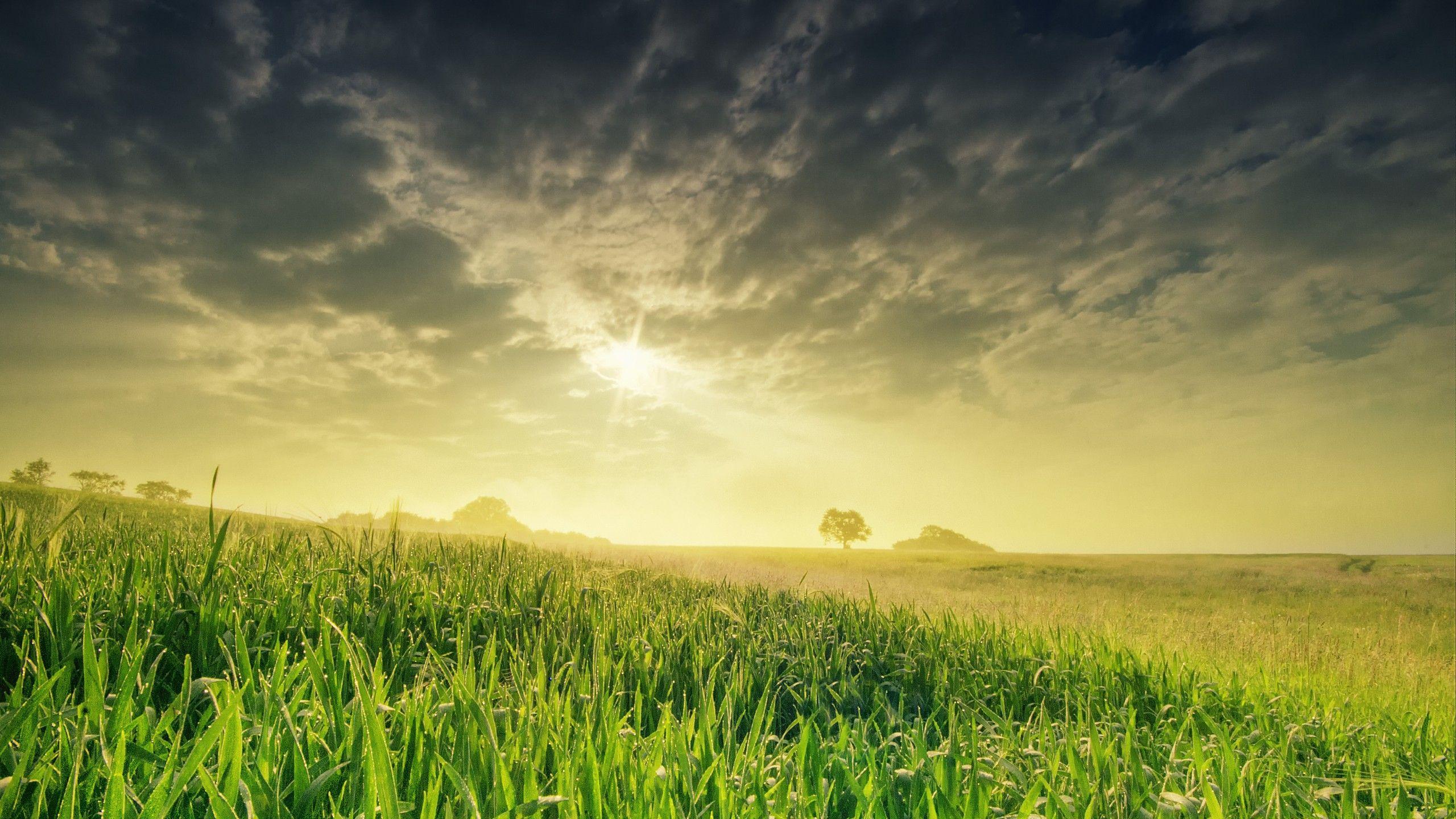 Sky and Grass Wallpapers - Top Free Sky and Grass Backgrounds