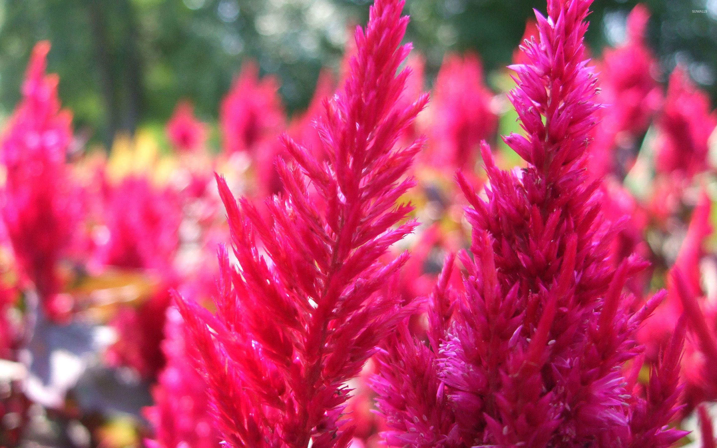 2880x1800 Pink grass wallpaper wallpaper