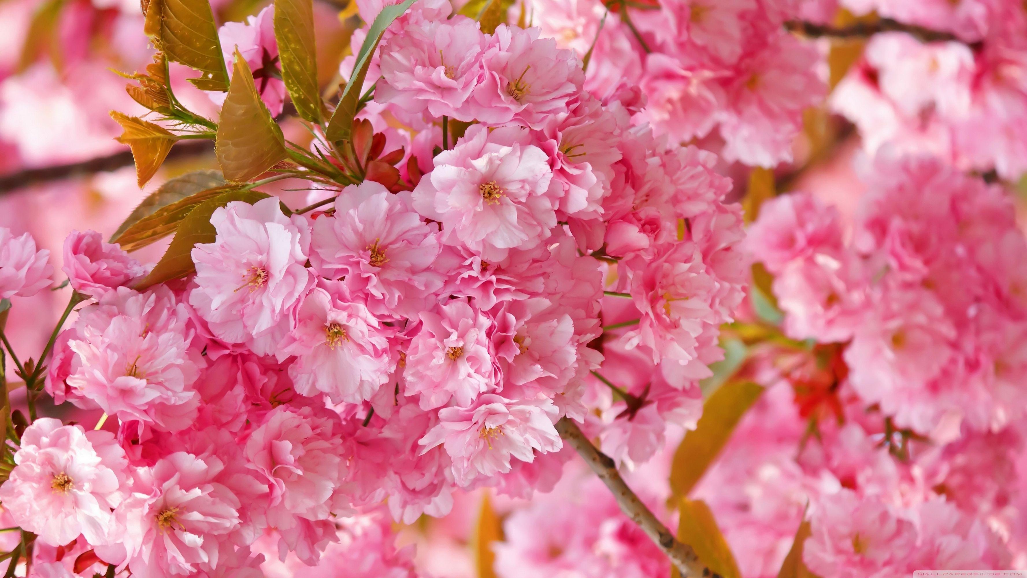3554x1999 Beautiful Pink Japanese Sakura Tree ❤ 4K HD Desktop Wallpaper