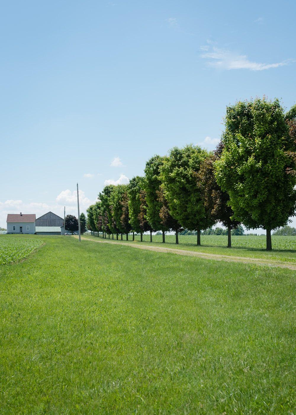 1000x1400 Grass Background Image: Download HD Background