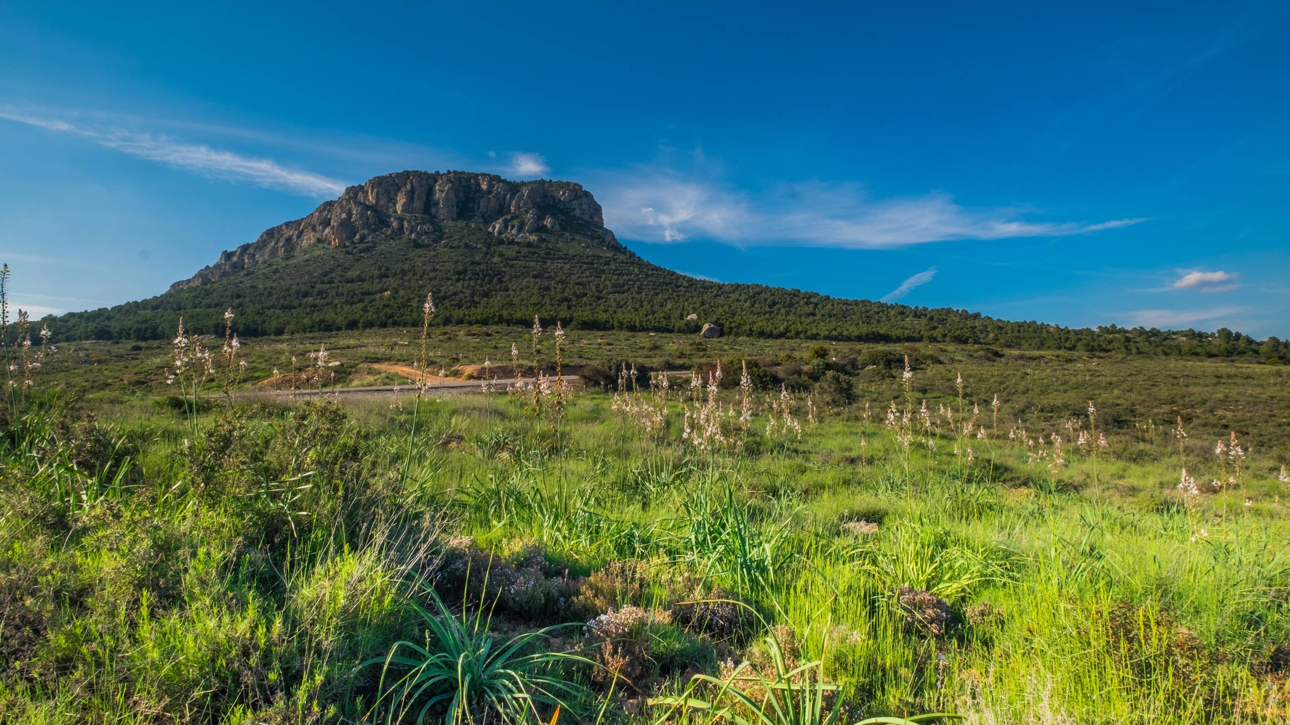 2560x1440 hill, grass, summer 1440P Resolution Wallpaper, HD Nature 4K Wallpaper, Image, Photo and Background
