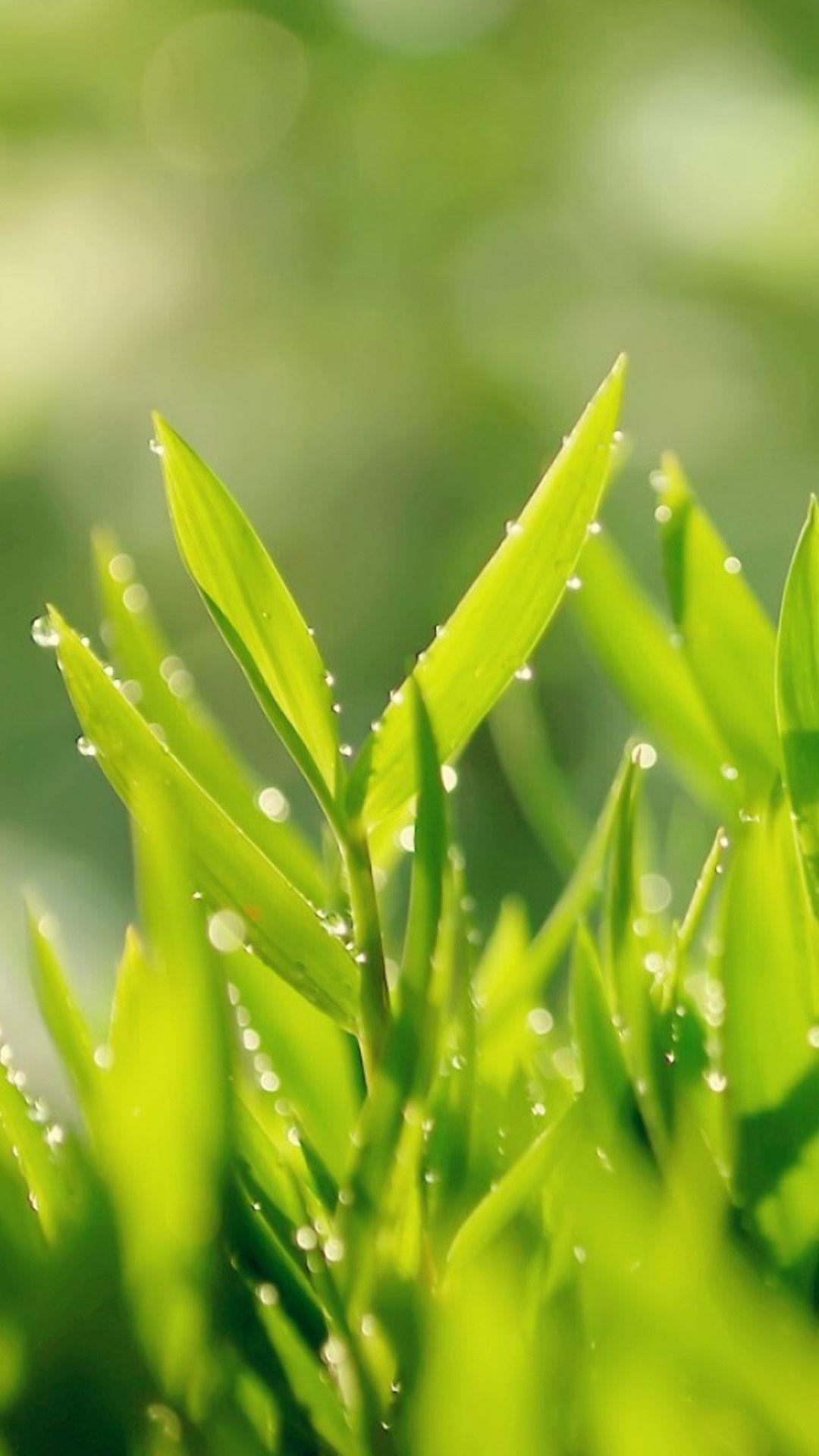 1080x1920 Morning Dew Leaves Macro IPhone 6 Wallpaper Download. IPhone Wallpaper, IPad Wallpaper One Stop Down. IPhone 5s Wallpaper, IPhone Wallpaper, IPhone 6 Wallpaper