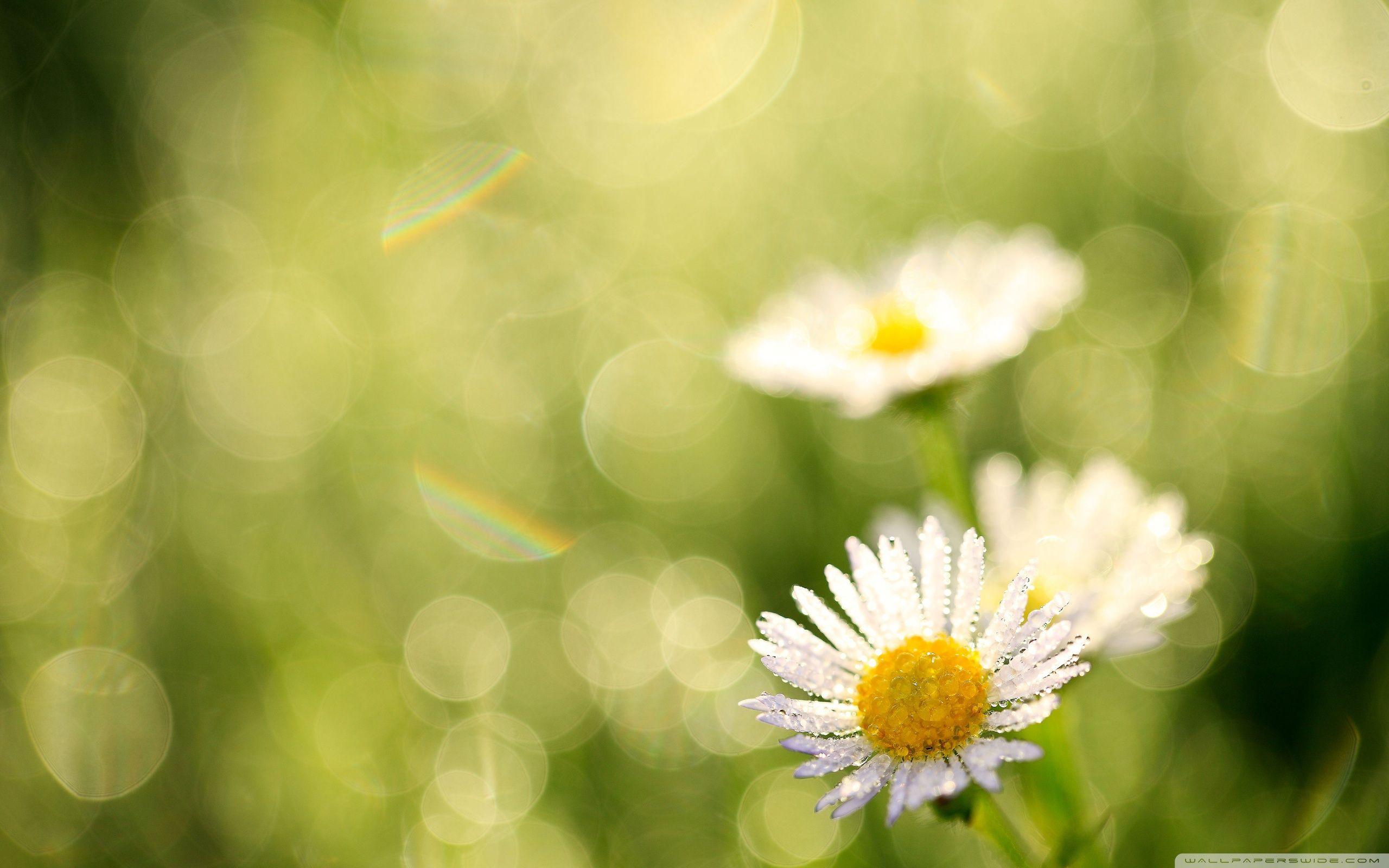 2560x1600 Morning Dew Ultra HD Desktop Background Wallpaper for : Multi Display, Dual Monitor : Tablet