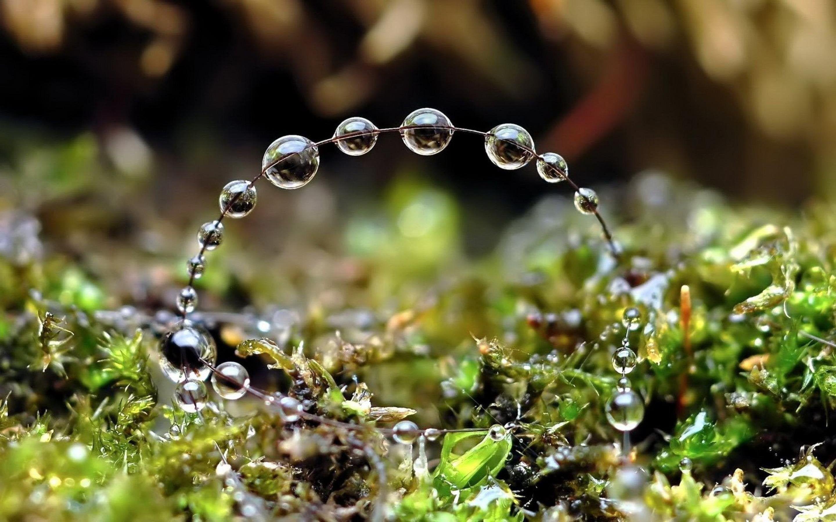 2880x1800 Beads Of Morning Dew [2880 X 1800] [Macro Photography By: Andrew Osokin Tagged Andrew%20osokin] [Crosspost From R Pics]