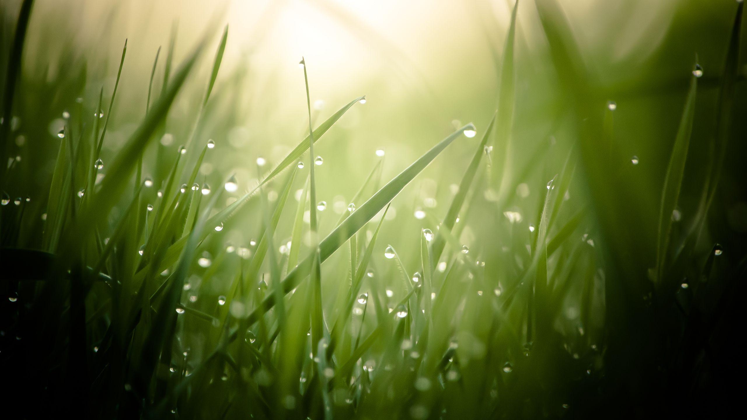 2560x1440 Morning dew [Wallpaper]