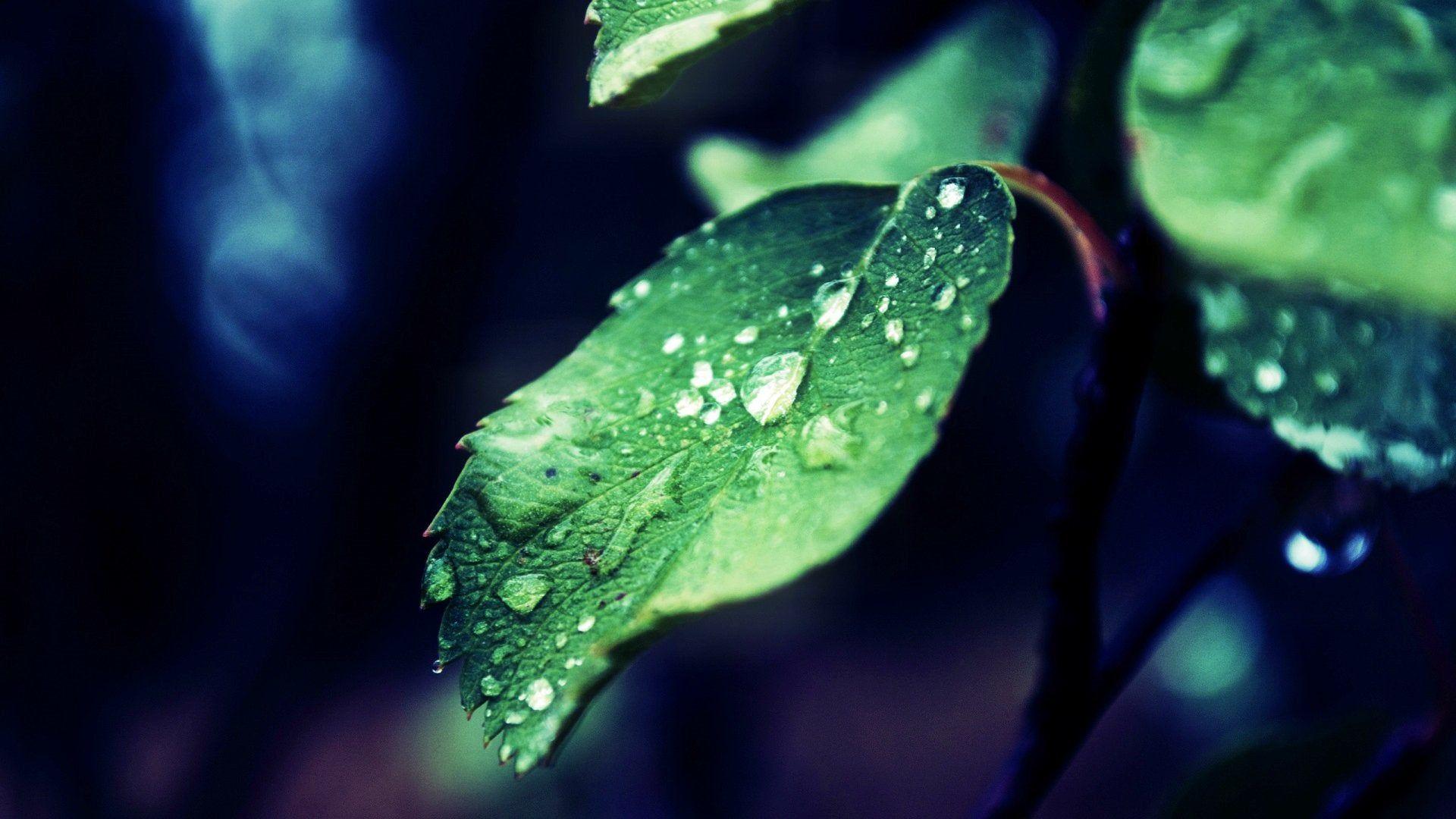 1920x1080 Morning dew