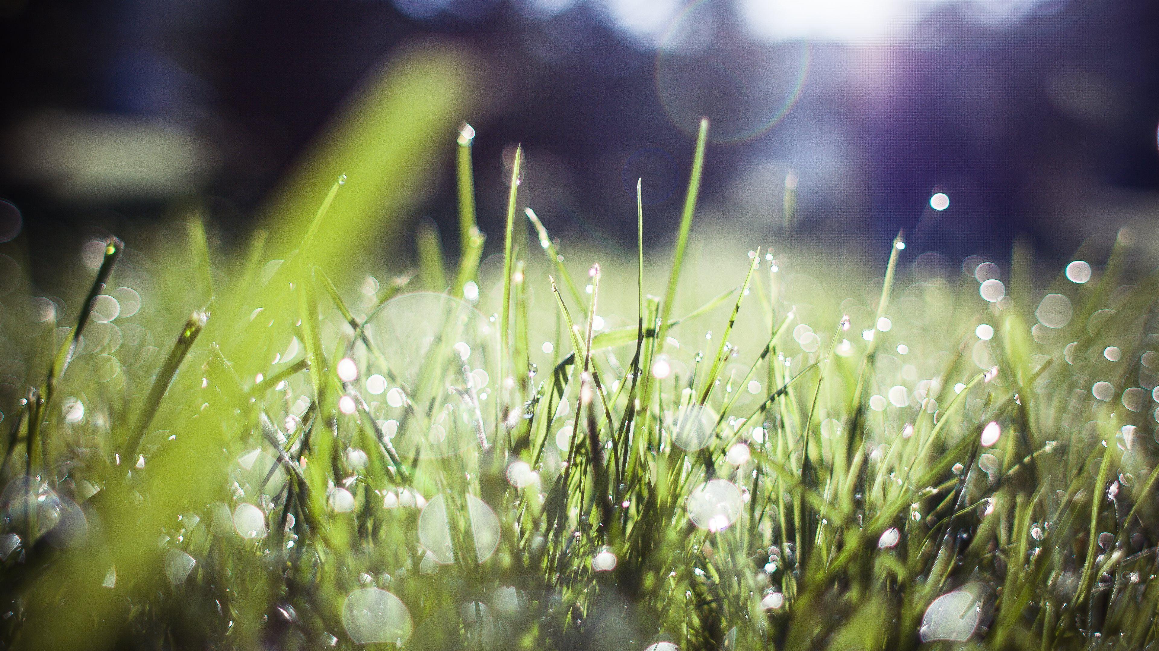 Morning Dew Wallpapers - Top Free Morning Dew Backgrounds - WallpaperAccess