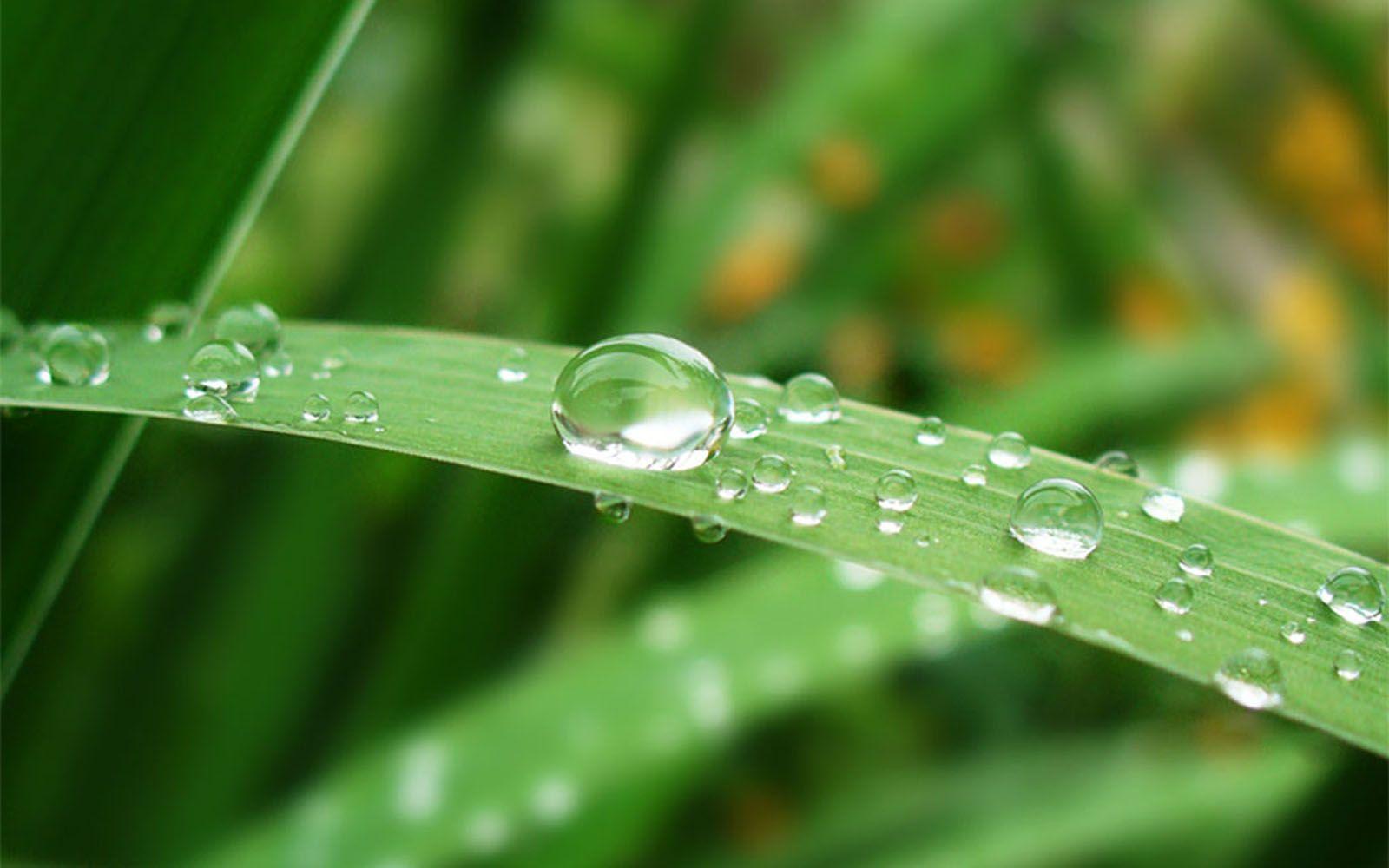 1600x1000 Free download wallpaper Morning Dew Photographs [1600x1000] for your Desktop, Mobile & Tablet. Explore Dew Wallpaper. Dew Wallpaper, Mountain Dew Wallpaper, Diet Mountain Dew Wallpaper