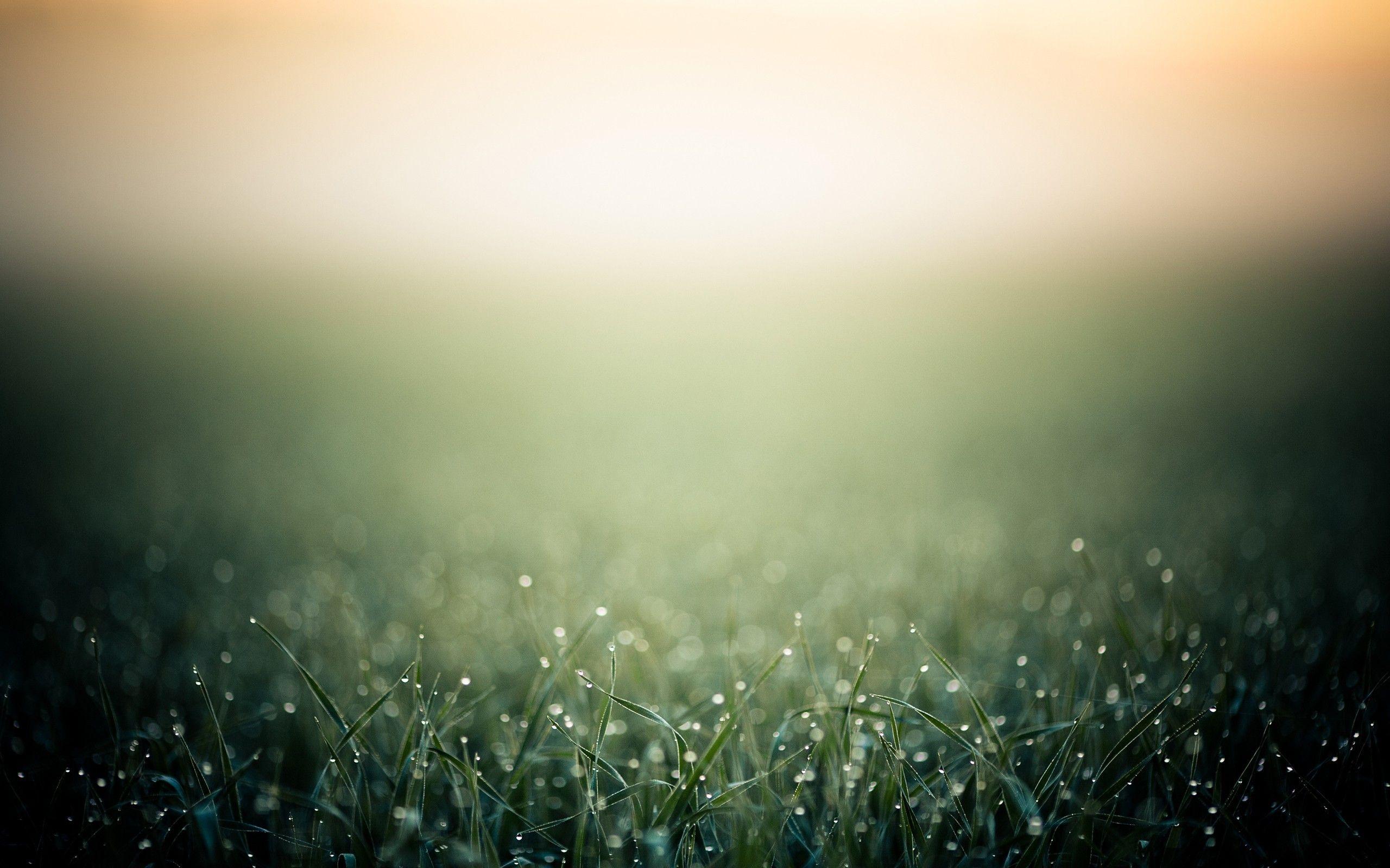 2560x1600 Daily Wallpaper: Morning Grass. I Like To Waste My Time