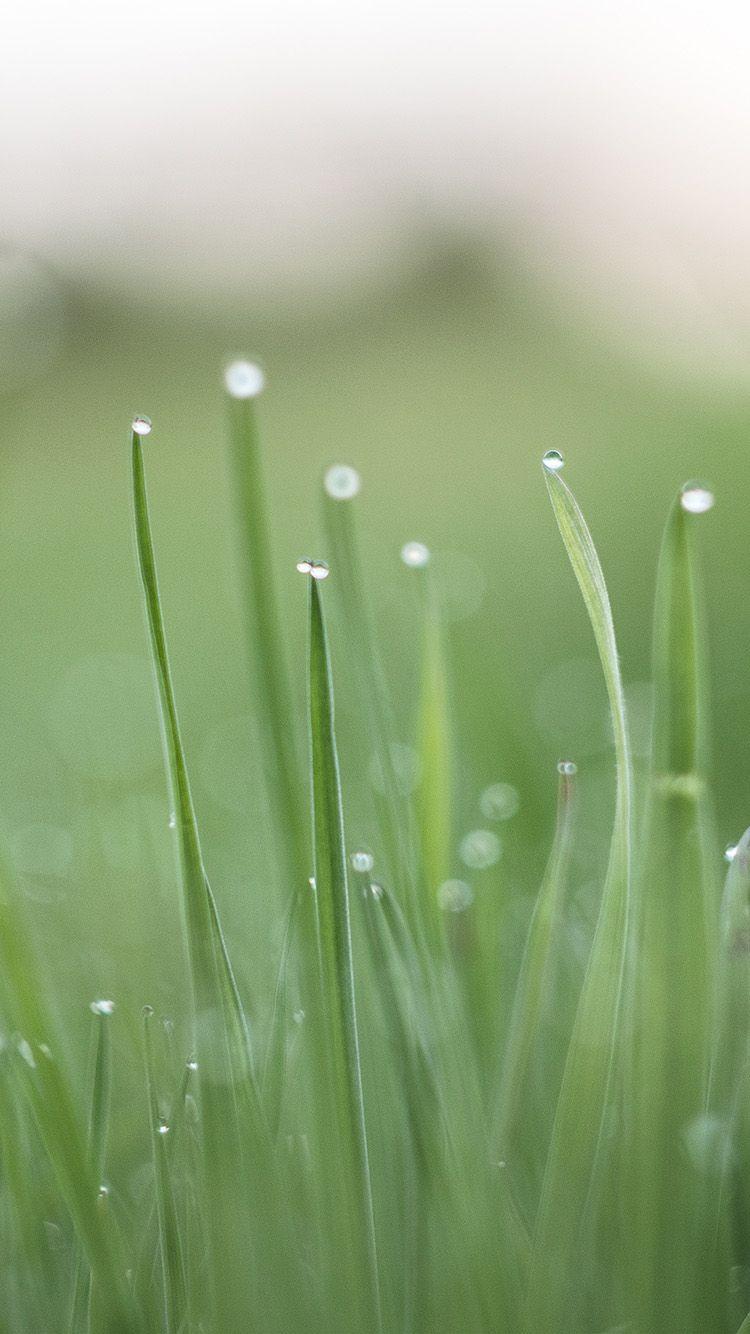 750x1334 iPhone7 wallpaper. morning dew green nature