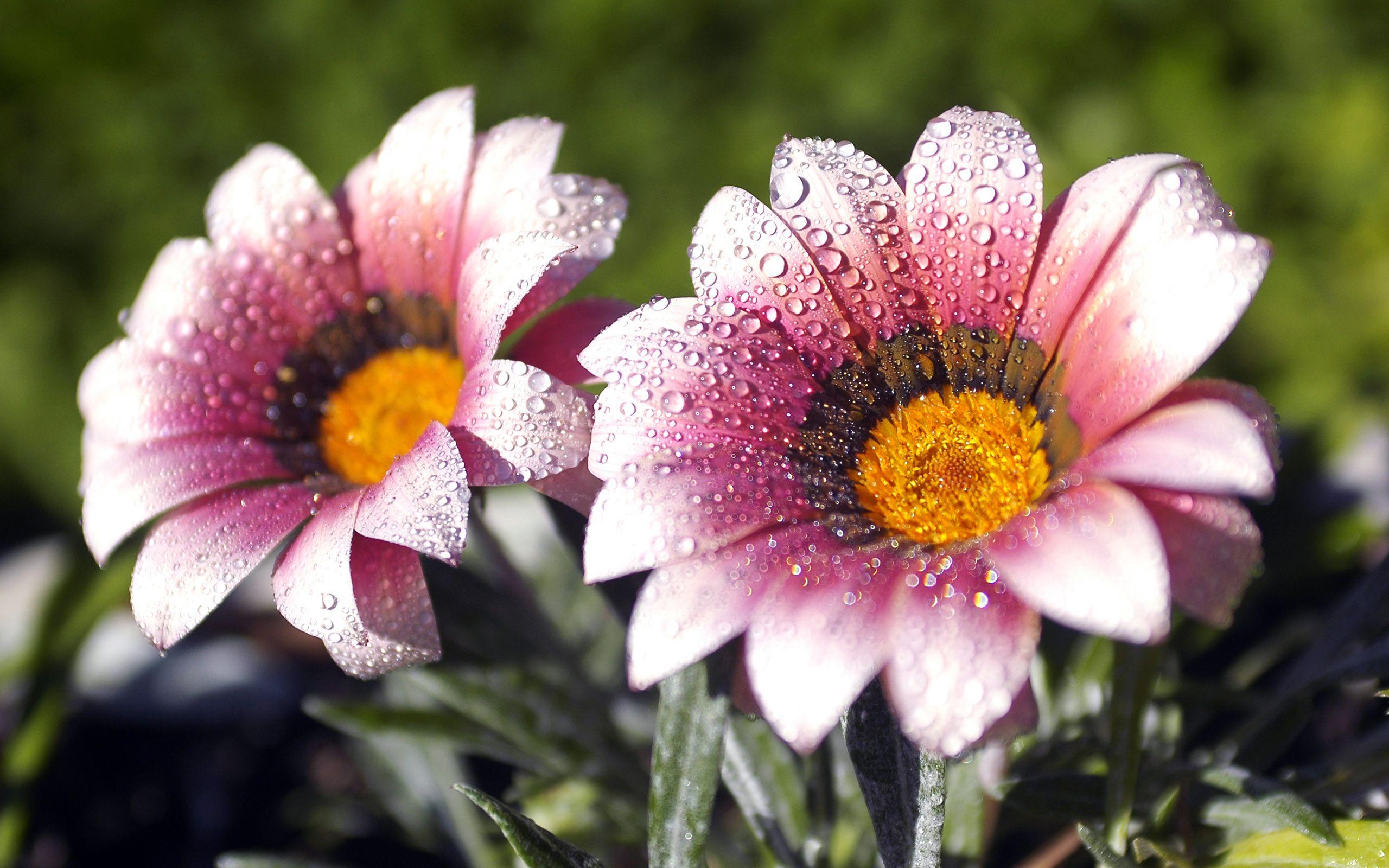 2560x1600 Morning Dew Wallpaper