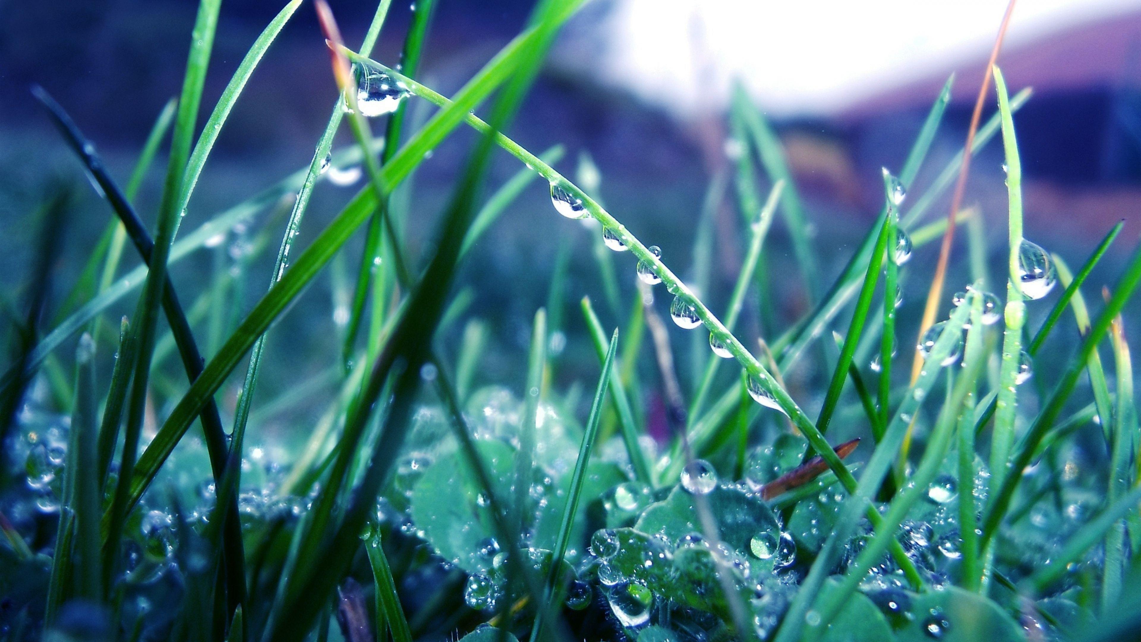 Приятная свежесть. Утренняя роса Геншин. Роса на траве. Трава макро.