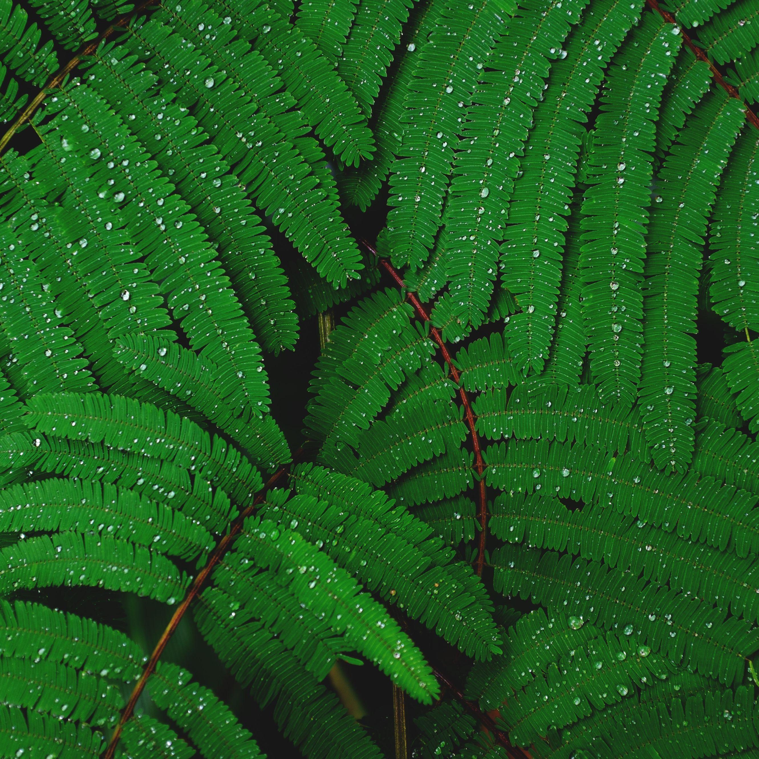 2662x2662 Wallpaper Weekends: Morning Dew for Mac, iPad, iPhone & Apple Watch