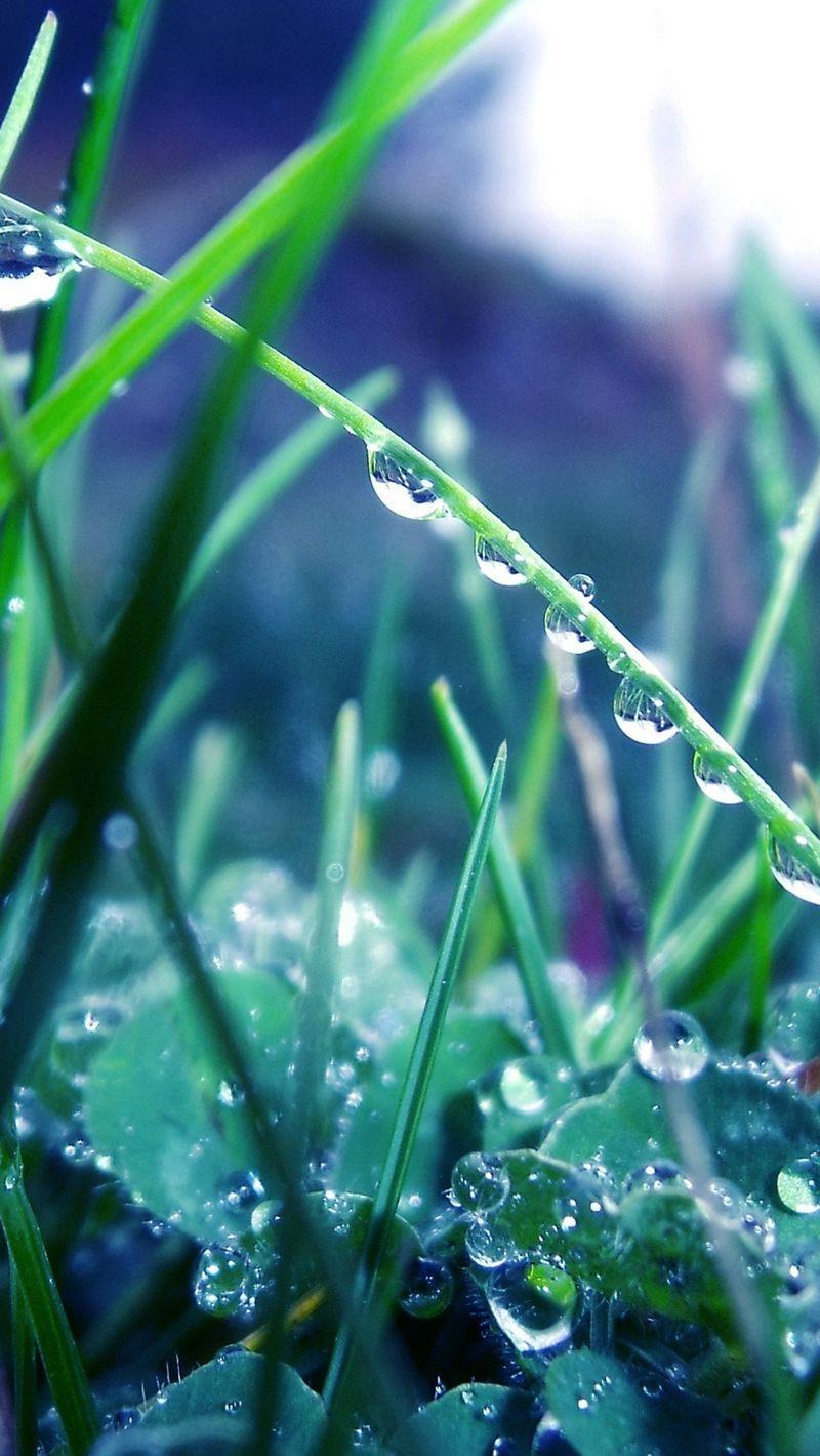 Morning Dew Wallpapers Top Free Morning Dew Backgrounds Wallpaperaccess 2072