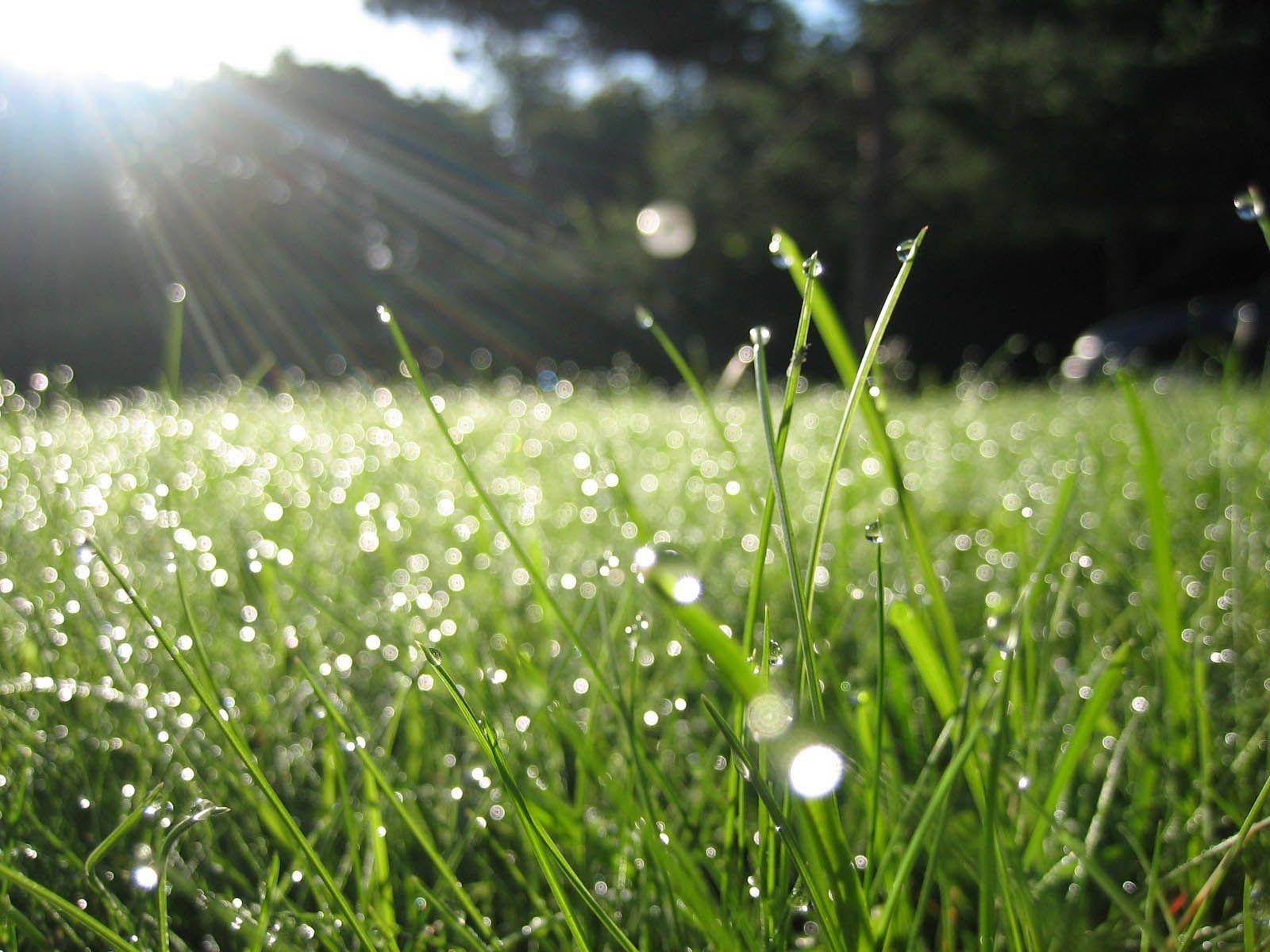 1600x1200 Morning Dew. Rainy day wallpaper, Pink zebra recipes, Healthy grass