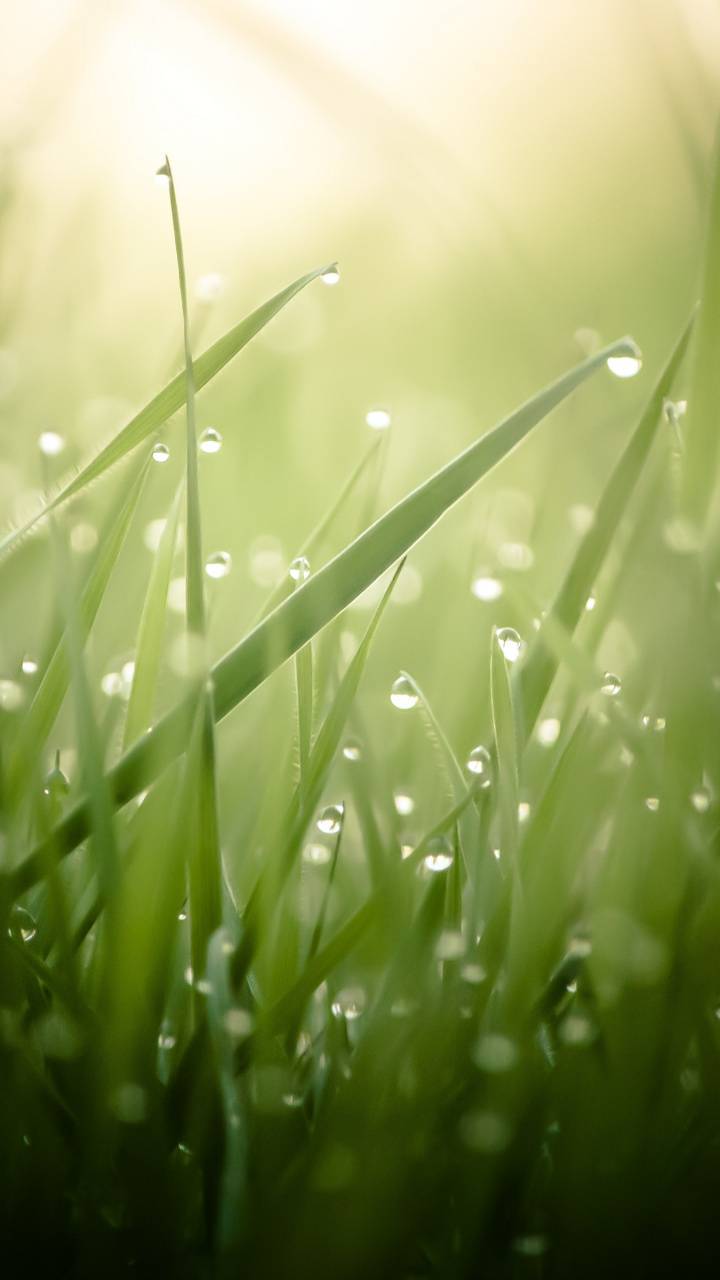 Morning Dew Wallpapers - Top Free Morning Dew Backgrounds - WallpaperAccess