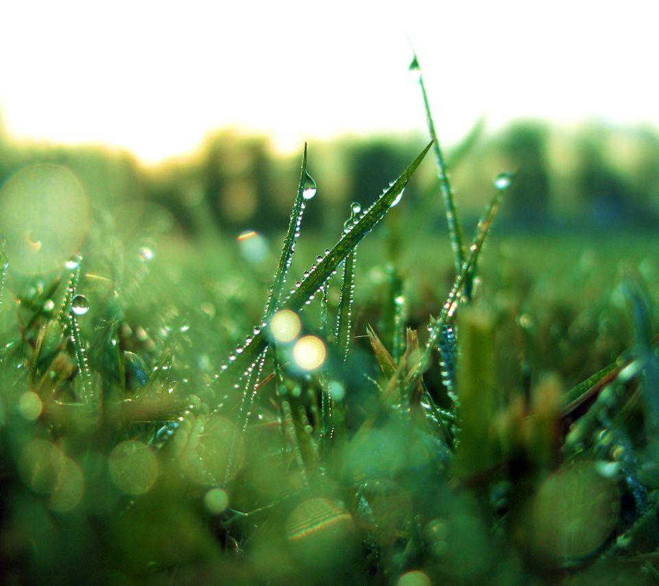 Morning Dew Wallpapers - Top Free Morning Dew Backgrounds - WallpaperAccess