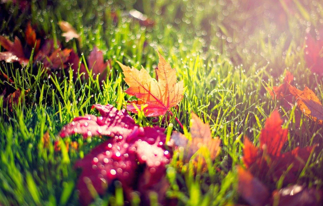 1332x850 Wallpaper autumn, leaves, morning, dew image for desktop, section природа